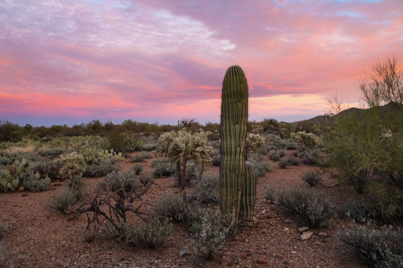 1280x853 Saguaro National Park Photo Experience Live National Park Blog