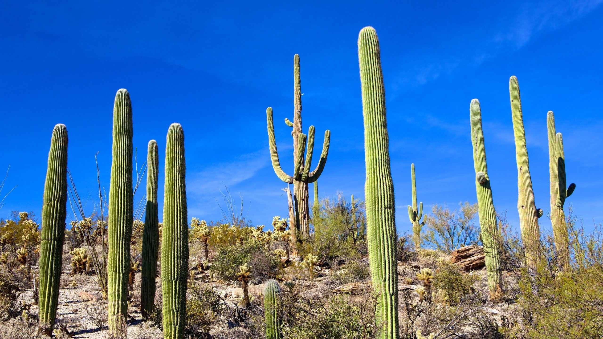 2560x1440 Saguaro National Park Tours