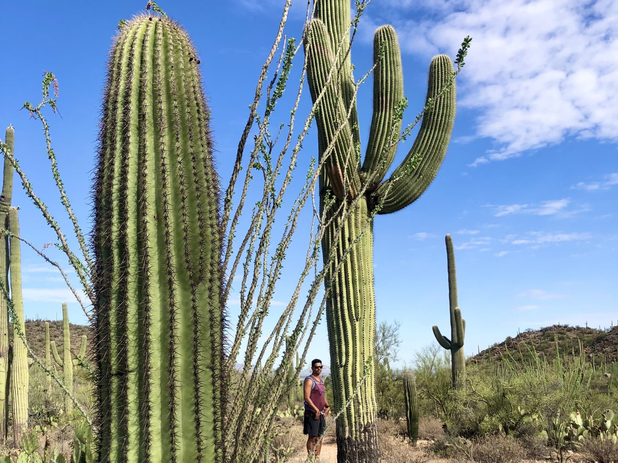 2048x1536 Visit Saguaro National Park West AZ Hikeaholics
