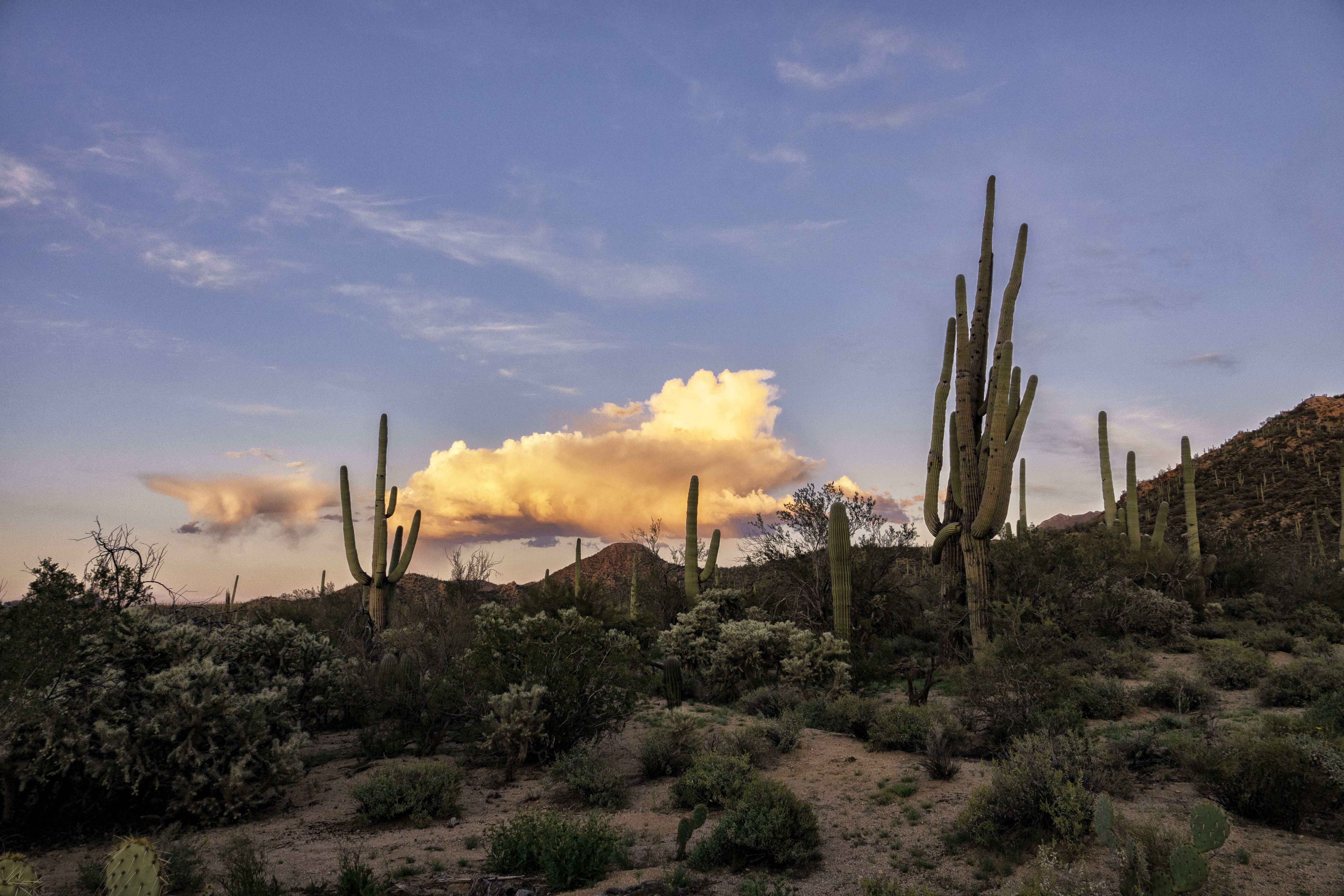 5472x3648 Saguaro