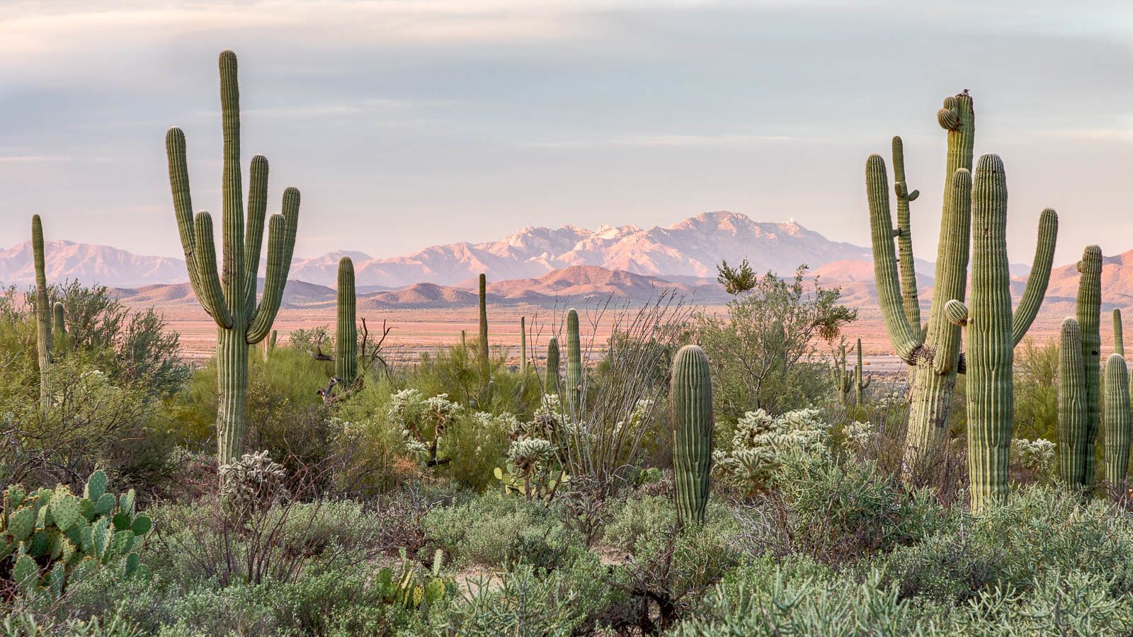 1600x900 Nature's Cactus Garden. Saguaro National Park, Arizona Look