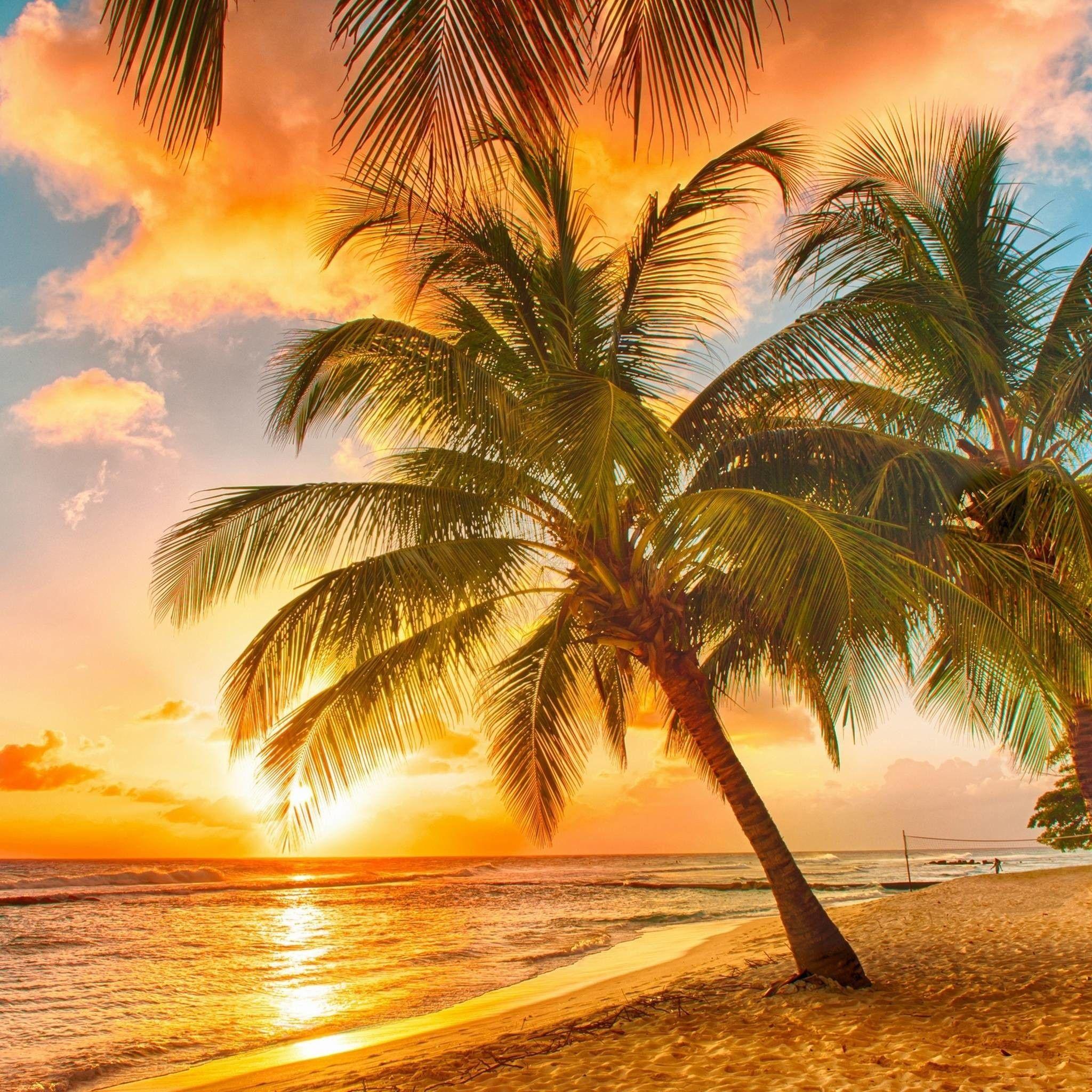 2048x2048 Tropical Picture Wallpaper