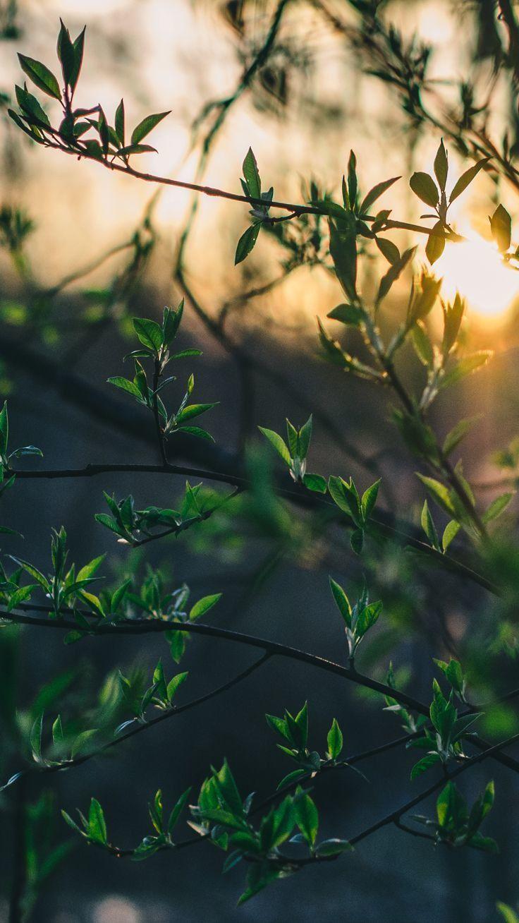 Nature HD iPhone Wallpapers Top Free Nature HD iPhone Backgrounds