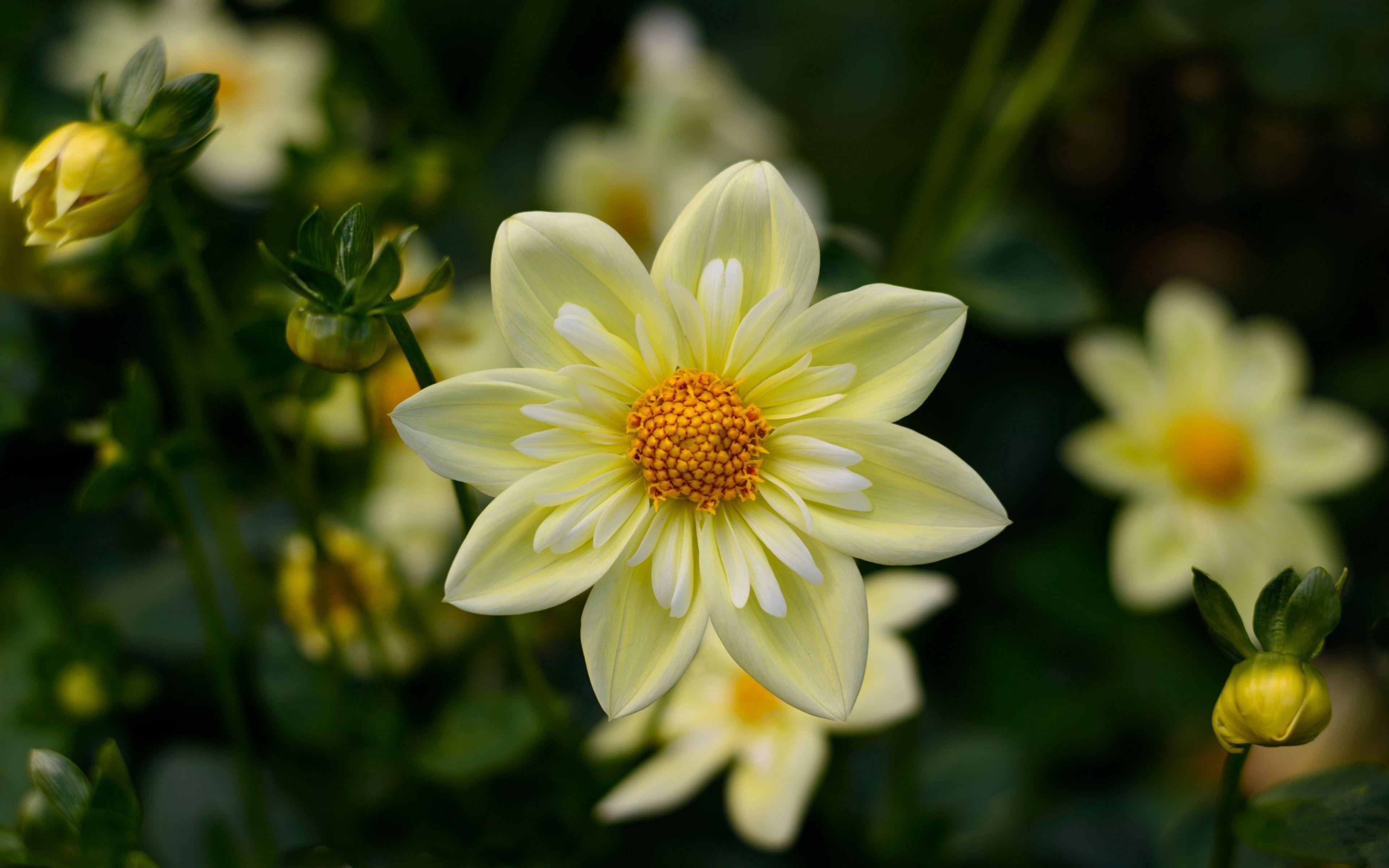 3840x2400 Dahlia Yellow Flowers High Quality Flower Wallpaper For Desktop
