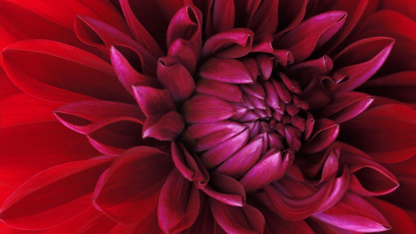 1366x768 Windows 7 Flower Wide Flower Beautiful Best Quality Wallpaper