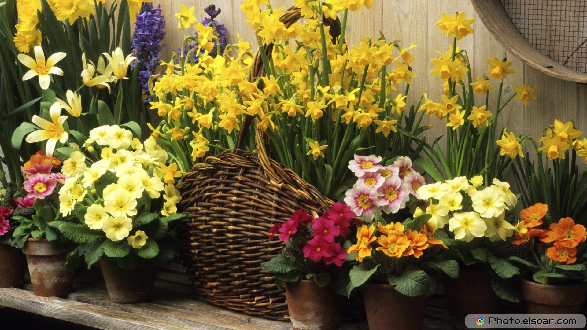 1920x1080 Coolest Flowers Free High Definition Wallpaper