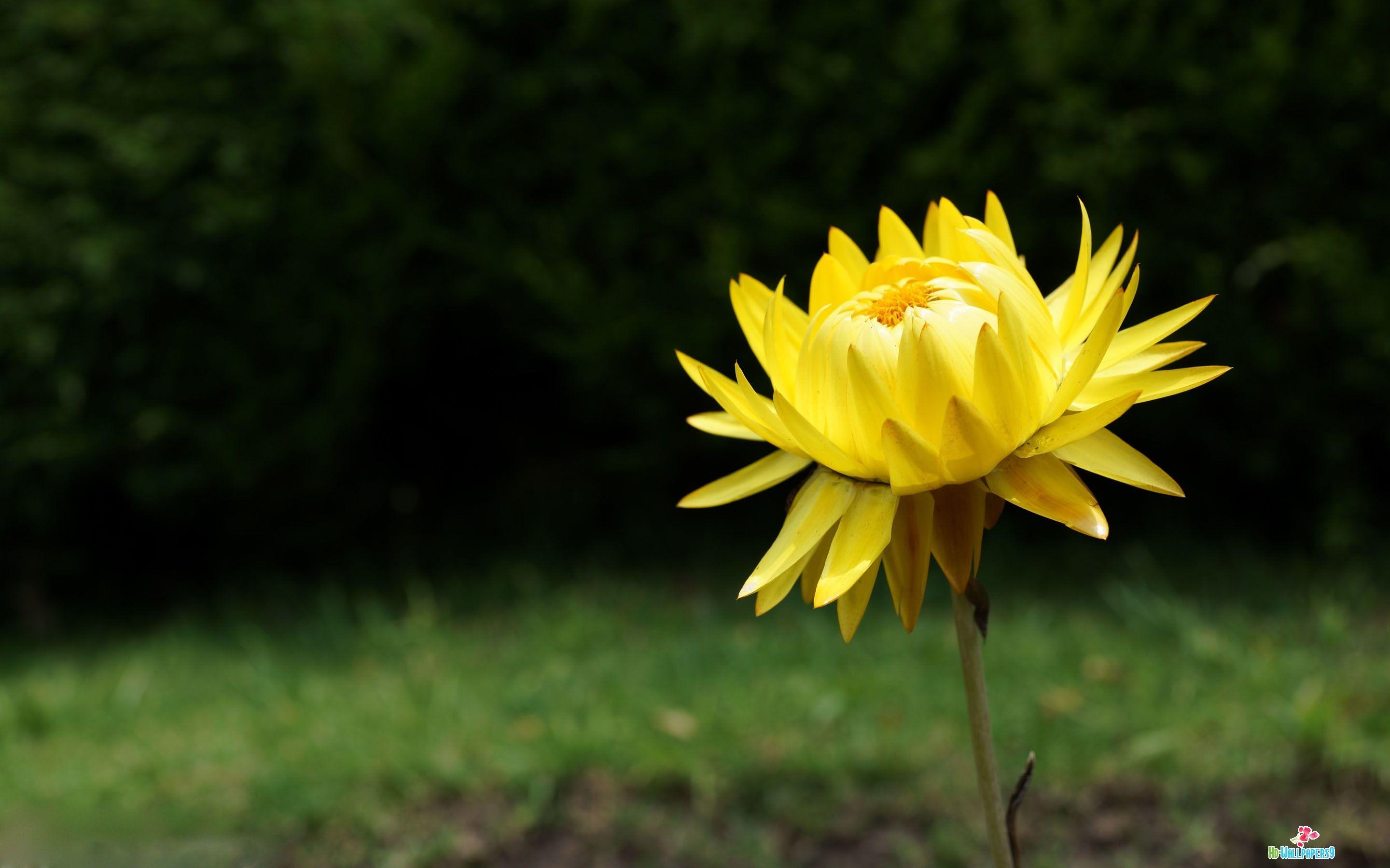 2880x1800 Desktop Wallpaper Flowers High Resolution