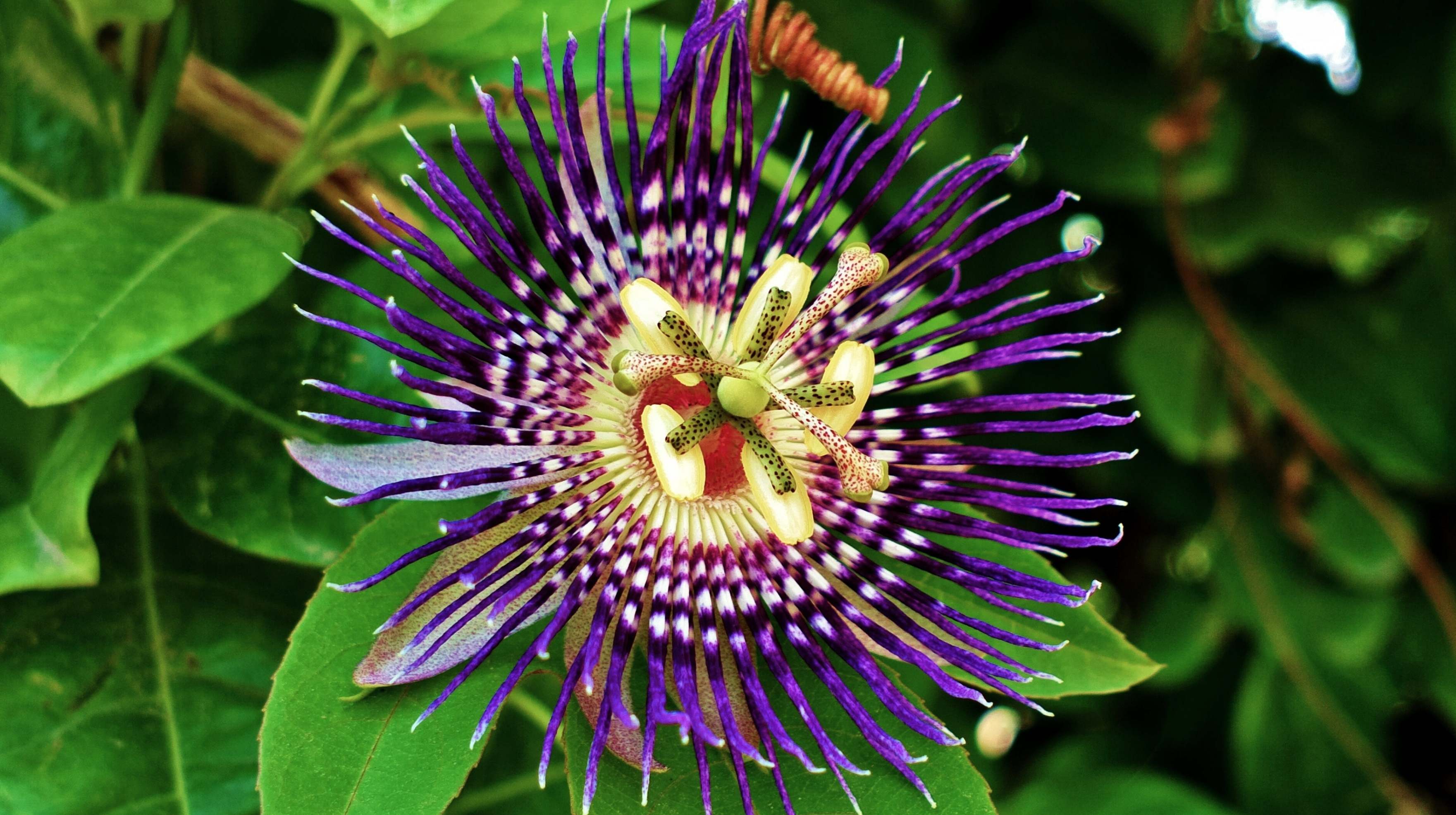 3522x1971 Passion Flowers HD Desktop wallpaper free download
