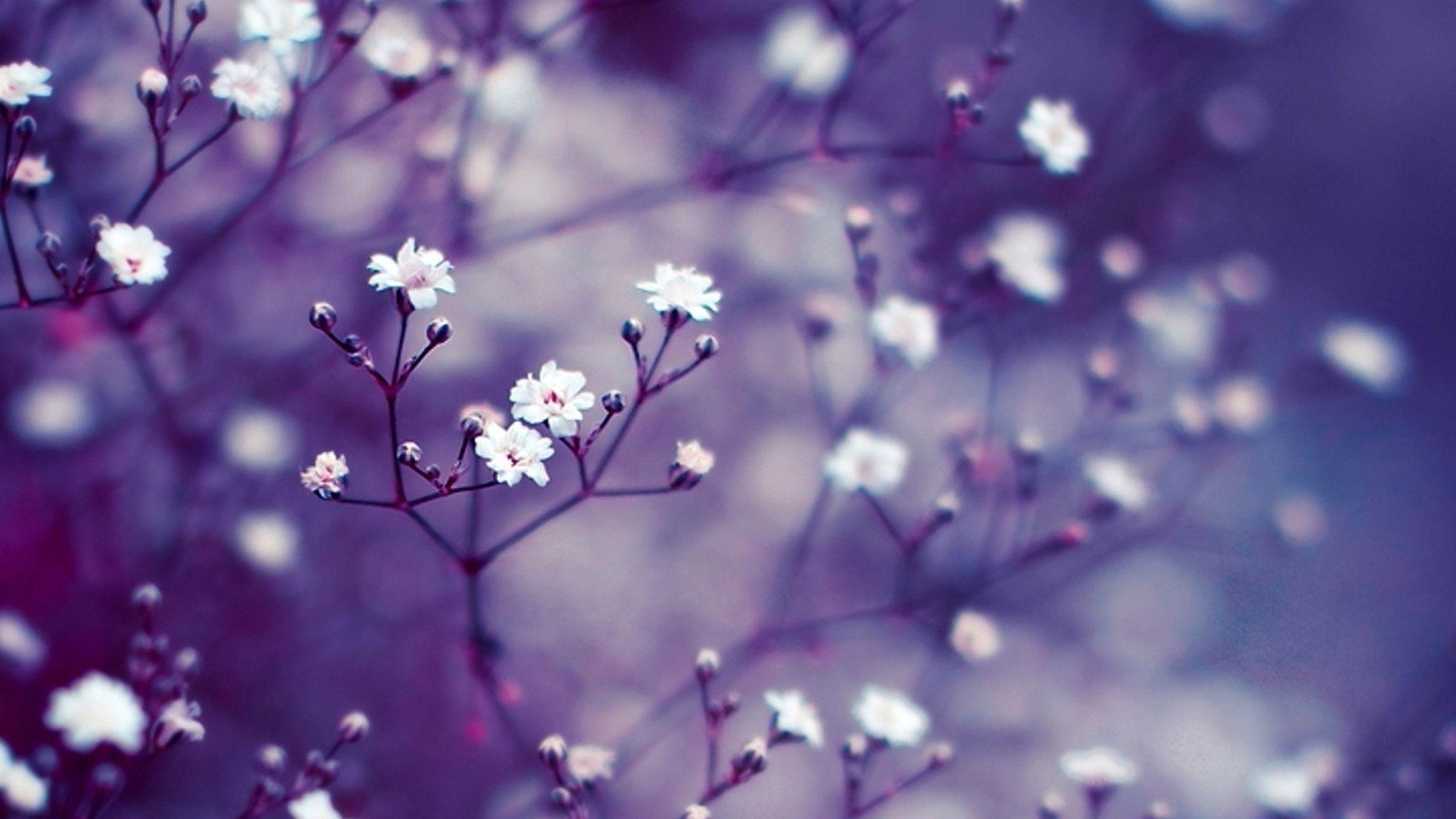 2560x1440 Imac Wallpaper Pro Background Flowers