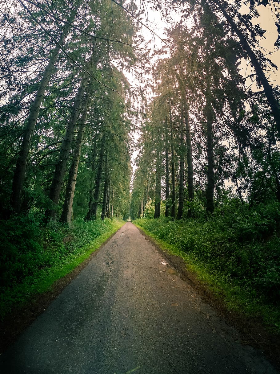 910x1213 forest, vertical, landscape, nature, trees, green, wood, lockscreen wallpaper