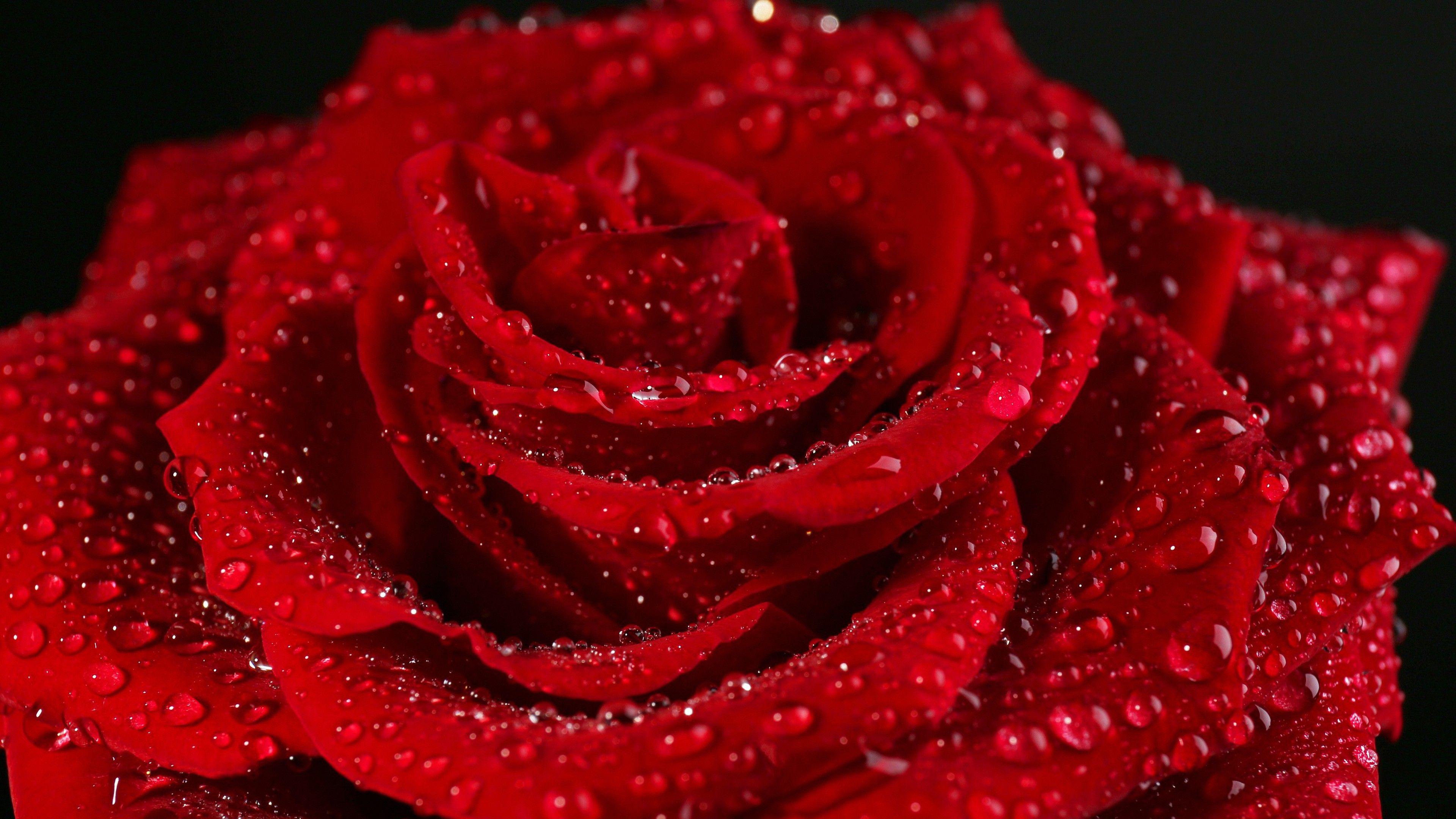 3840x2160 [ Beautiful Red Rose 4k Wallpaper ]. Red Rose Wet Image HD