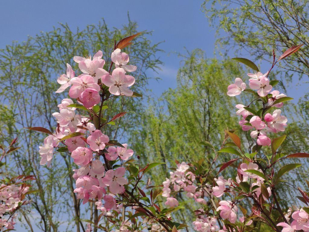 1024x768 flowers 4K wallpaper for your desktop or mobile screen free