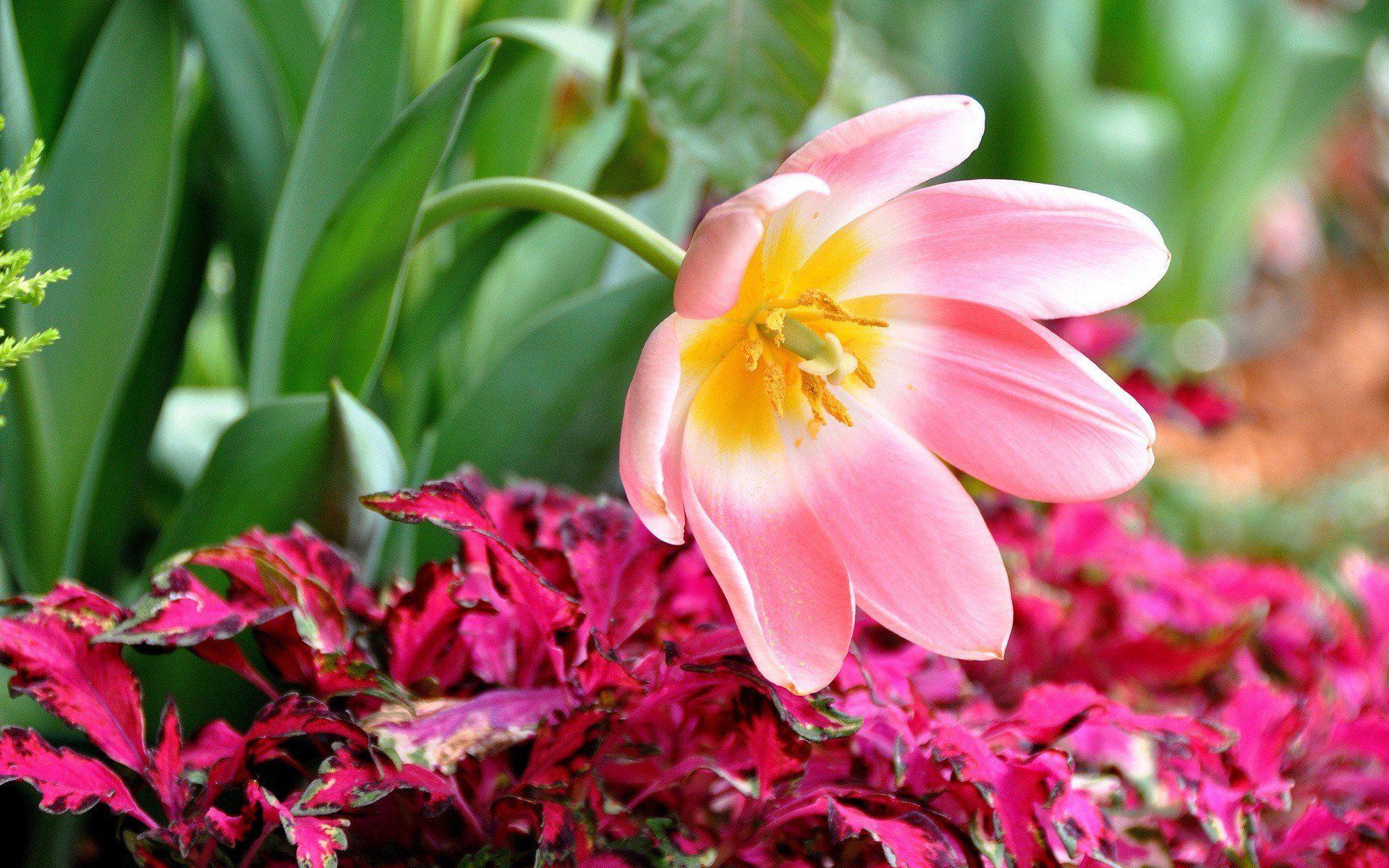 1920x1200 4K Flower Wallpaper
