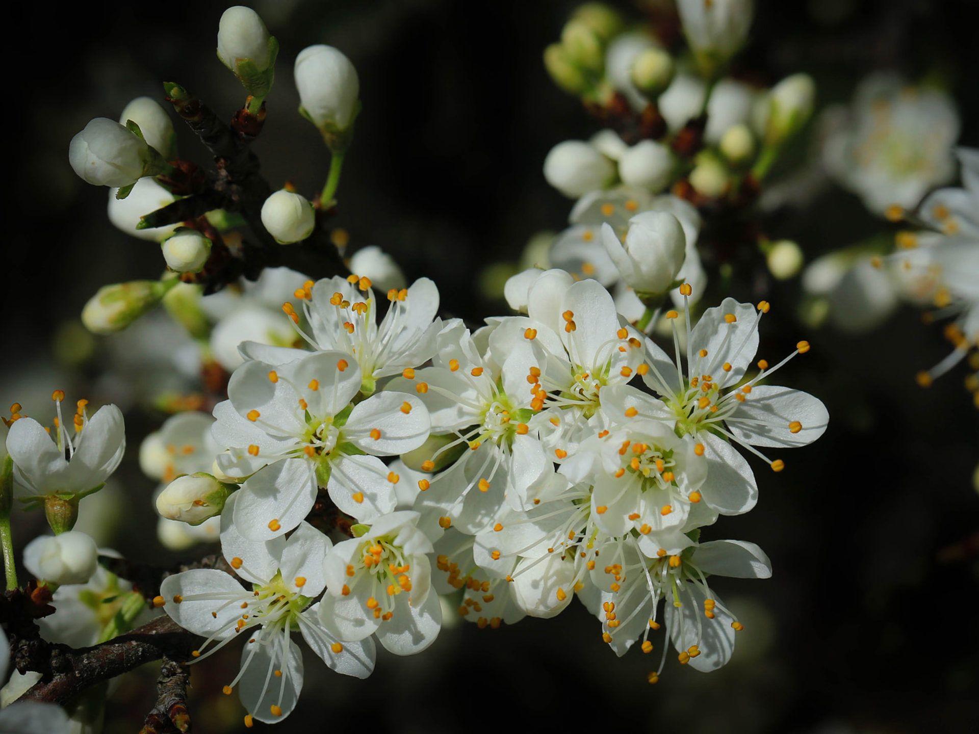 1920x1440 Spring Cherry Blossom Green Leaves And White Flowers On Black