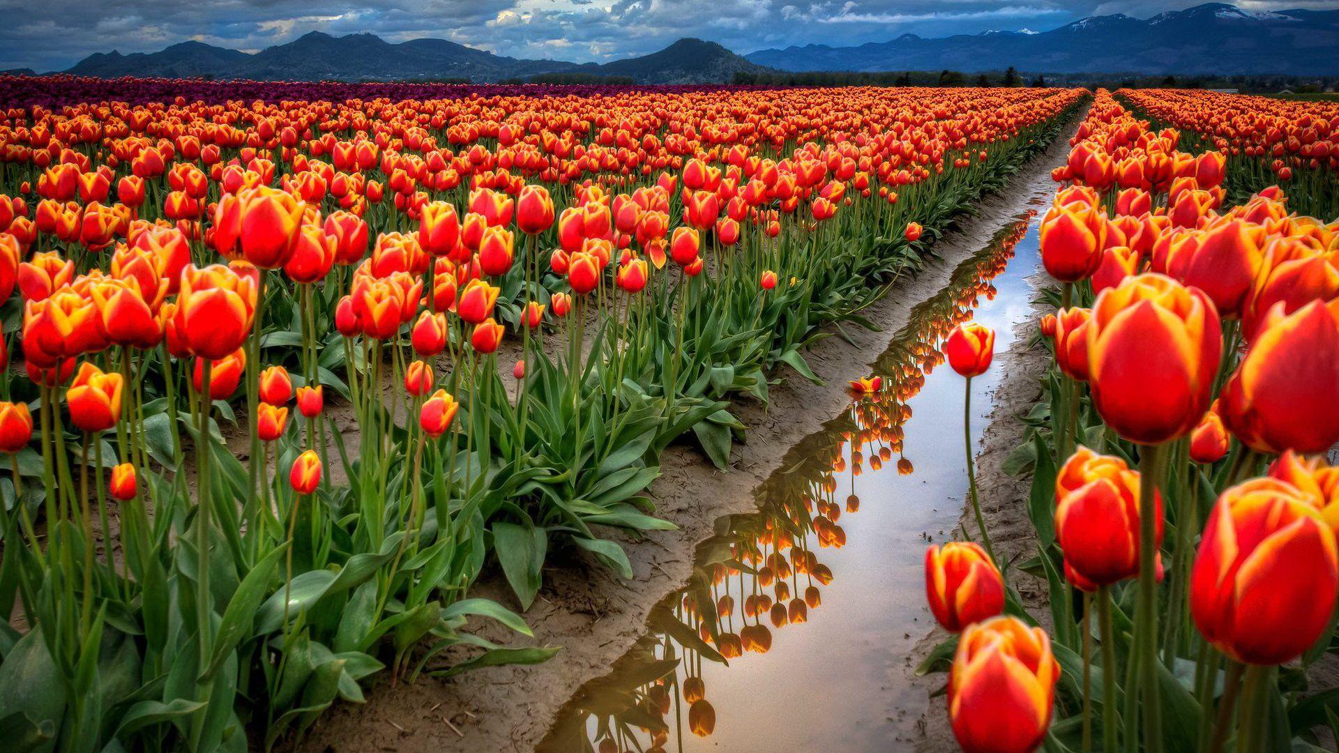 1920x1080 Spring Flowers Field With Red Tulips Desktop Wallpaper Full Screen