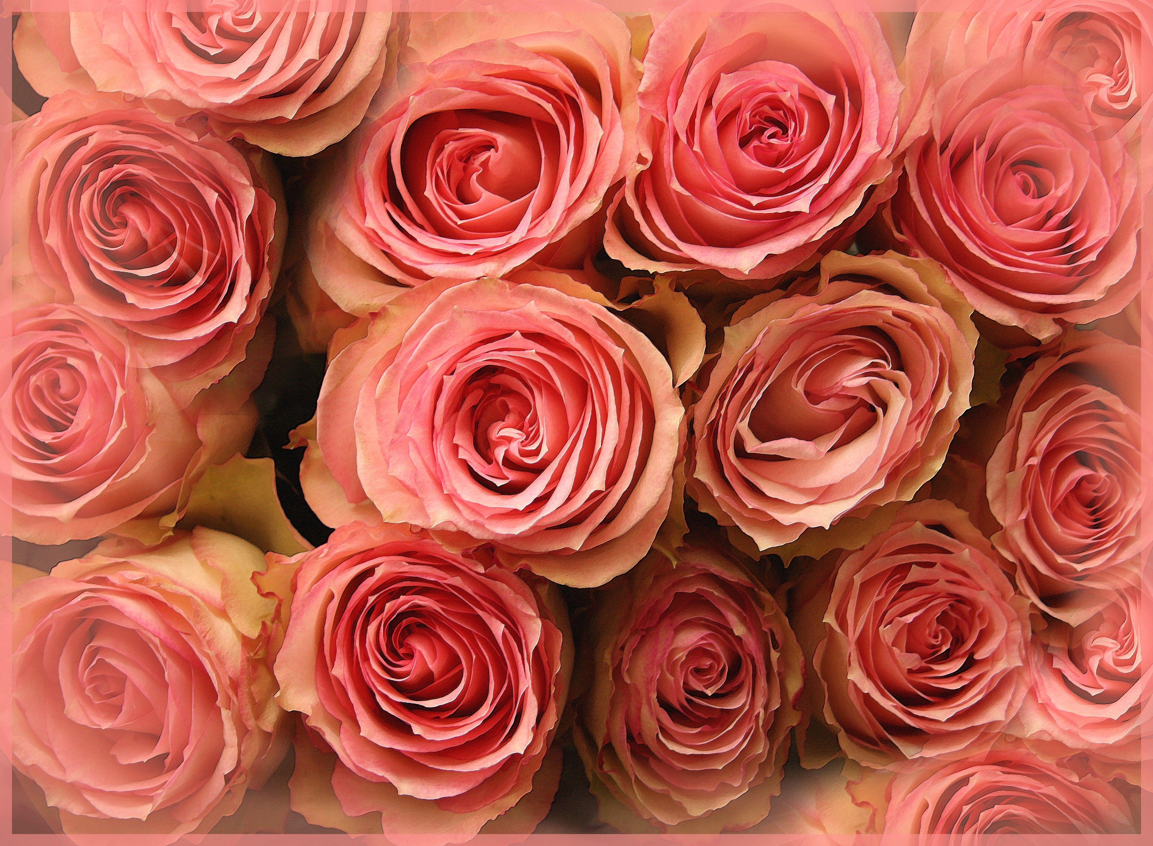 3864x2837 Pink Roses 4k Ultra HD Wallpaper. Background Imagex2837