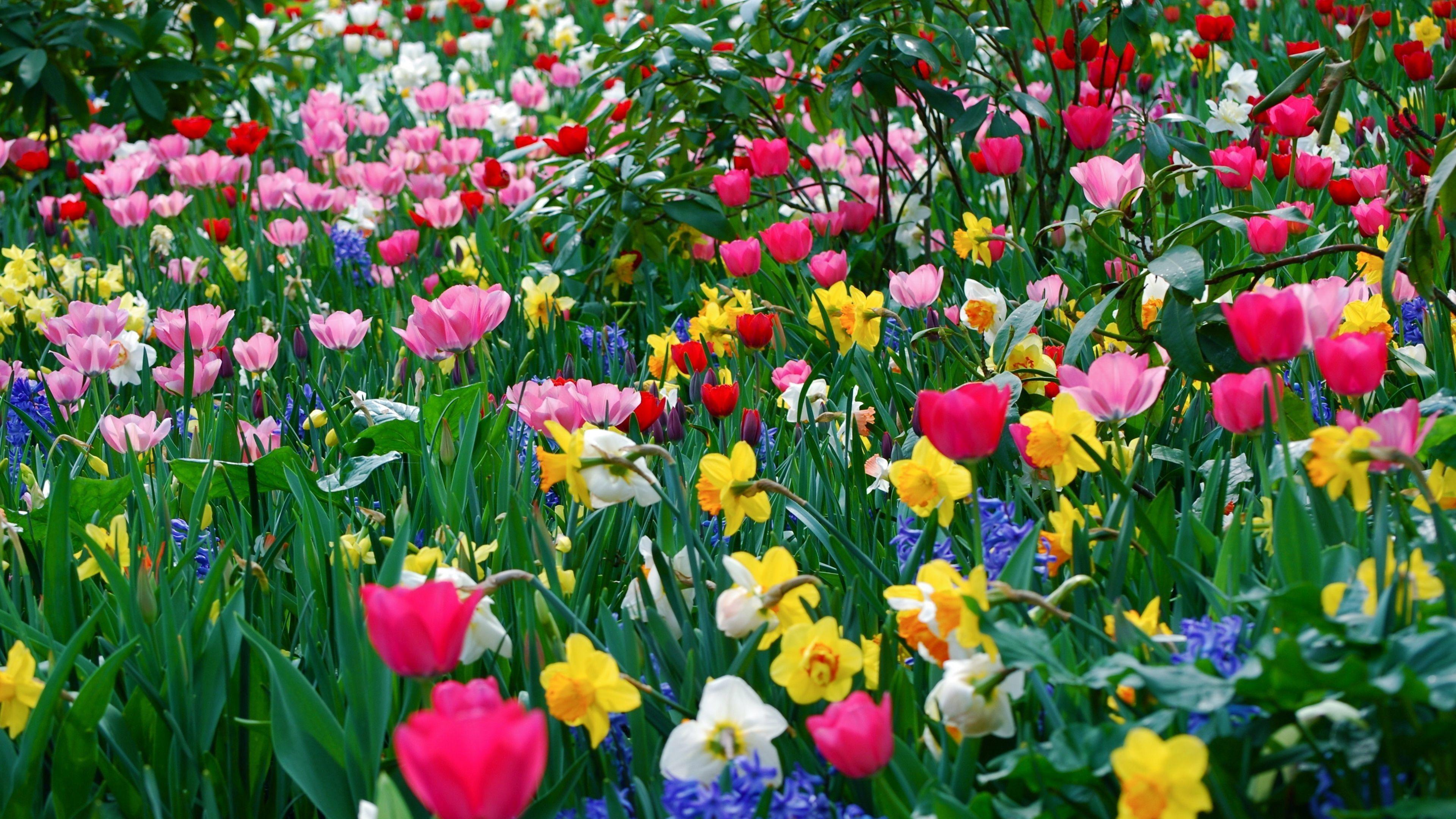 3840x2160 Spring Screen Wallpaper