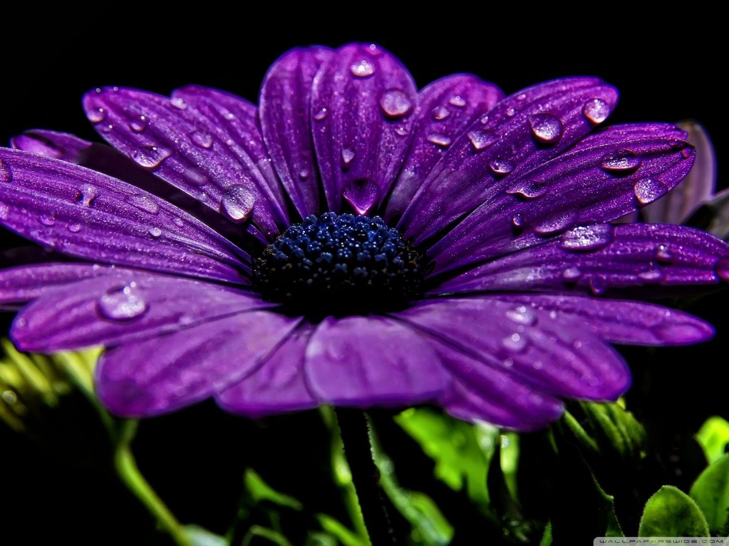 1440x1080 Beautiful Purple Flower Ultra HD Desktop Background Wallpaper