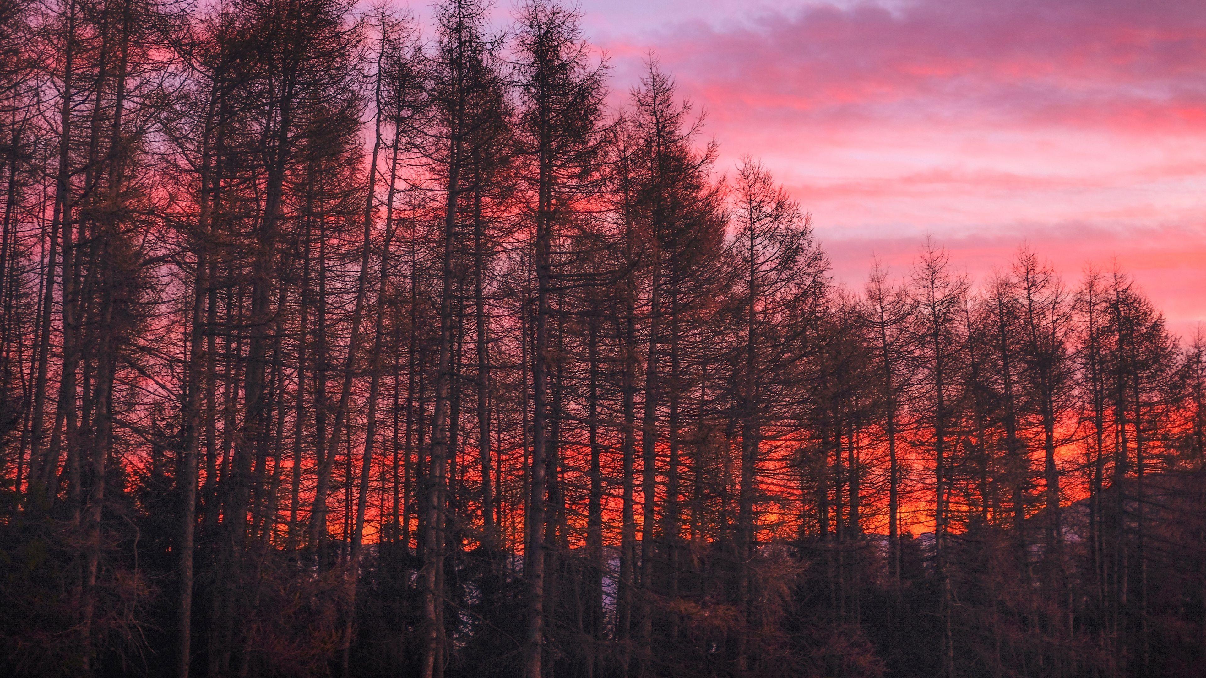 3840x2160 Download wallpaper 3840x2160 trees, sunset, sky 4k uhd 16:9 HD