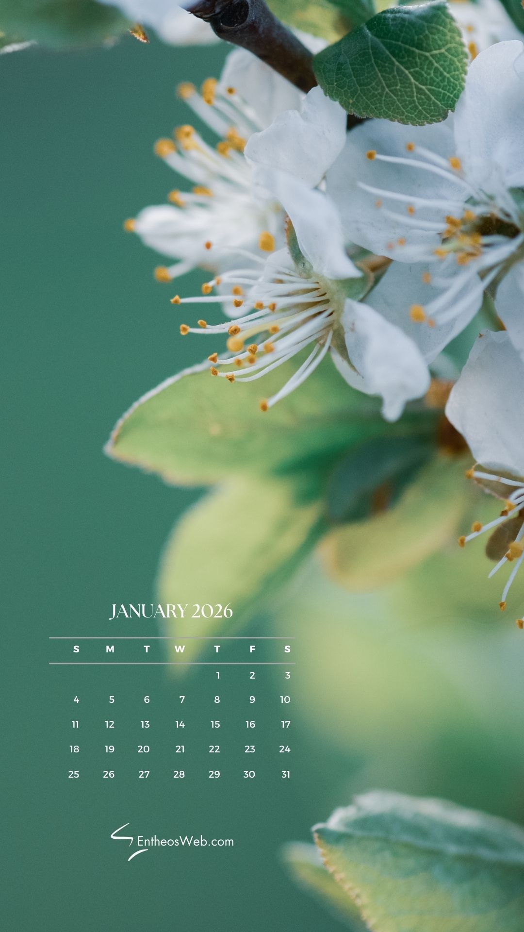 1080x1920 January 2026 Calendar Phone Wallpaper