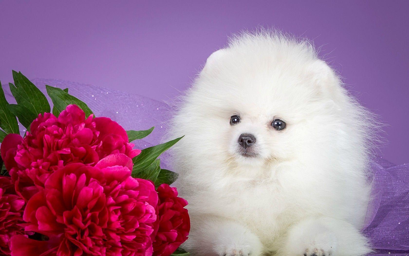1680x1050 Dogs: Puppy Flower Dog Peony Sweet Cute White Fluffy Red Animal