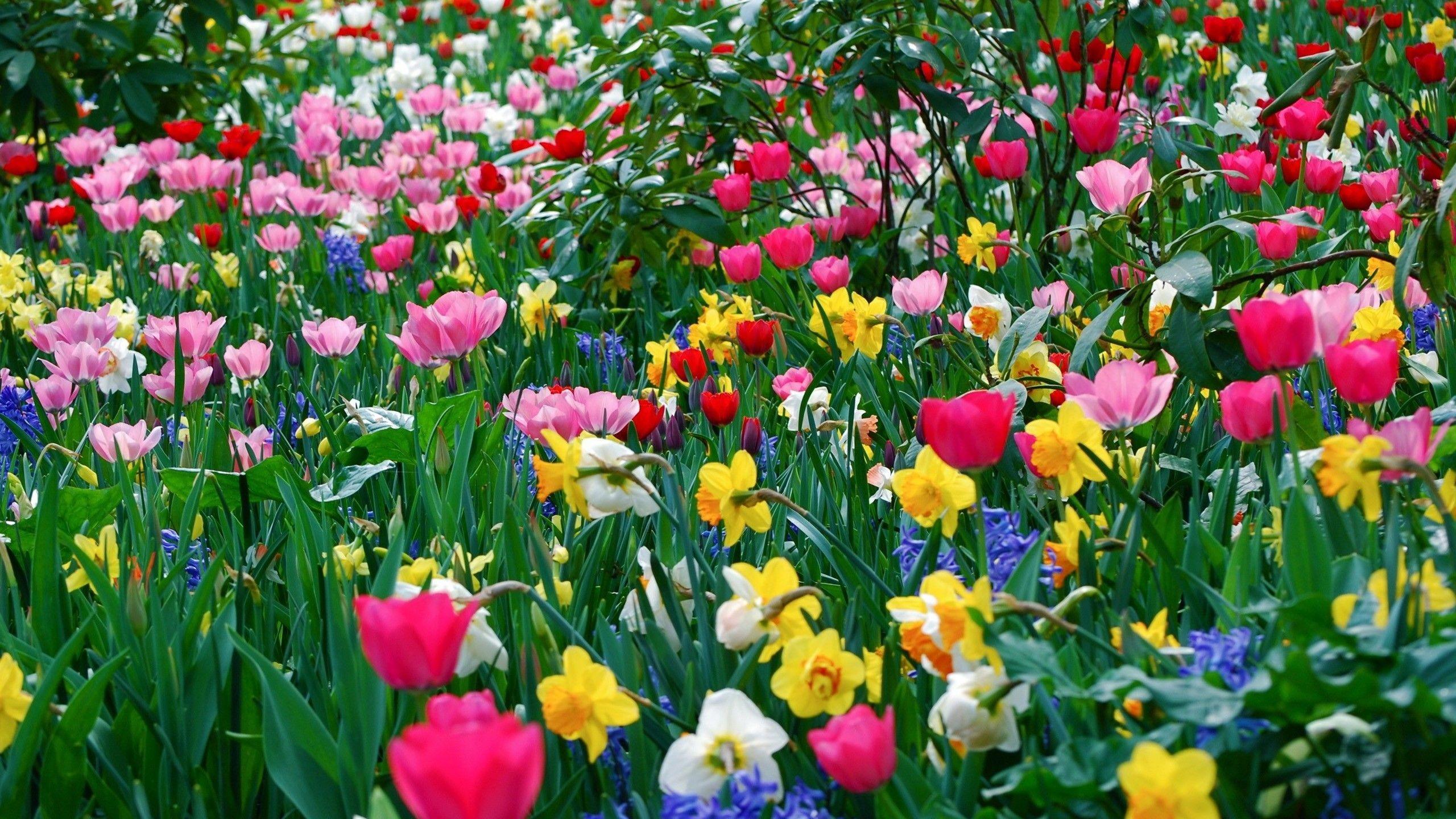 2560x1440 Desktop HD Wallpaper Background Wallpaper