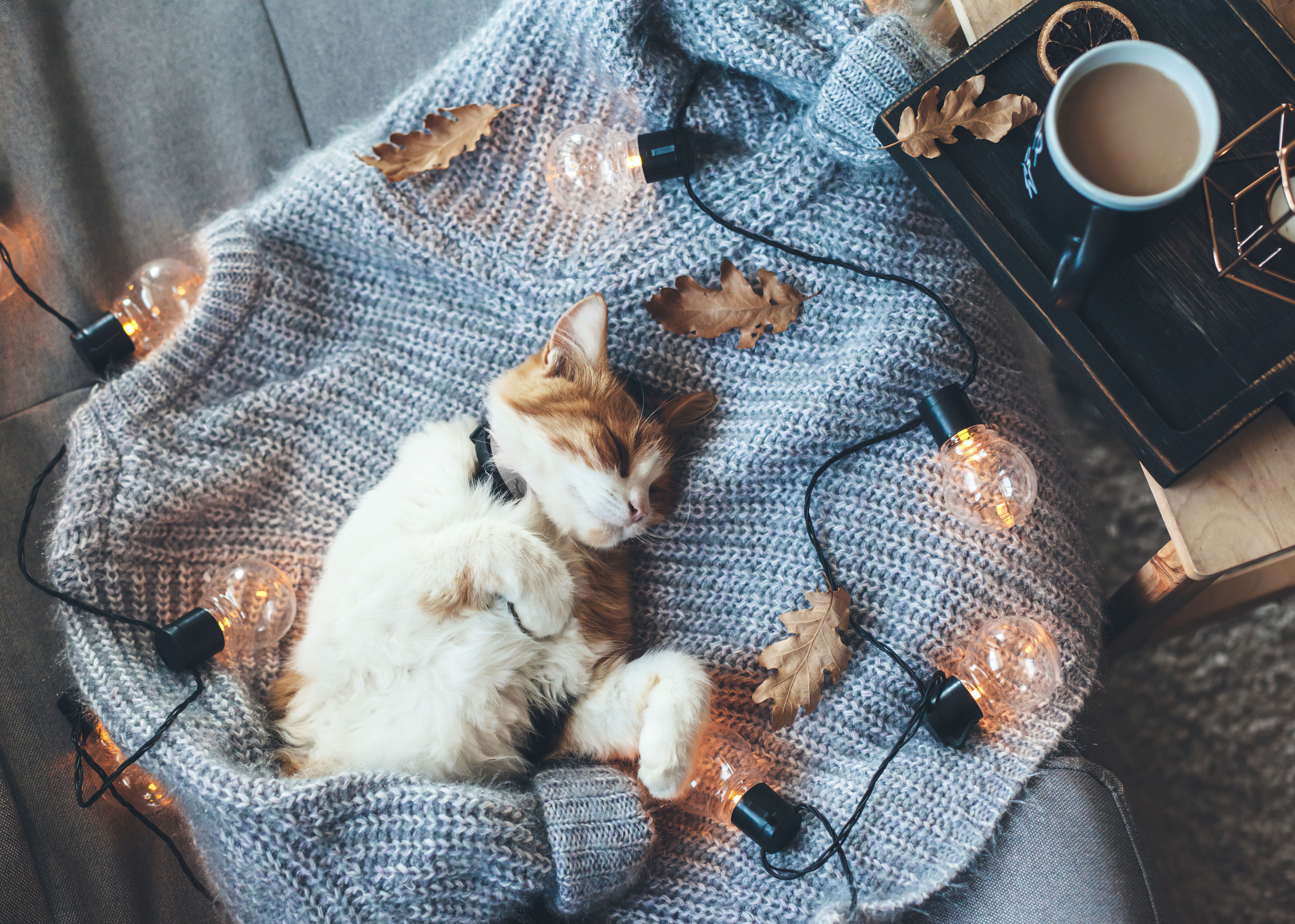 5120x3657 Cozy Wallpaper 4K, Cat, 5K, Sleeping, Lights