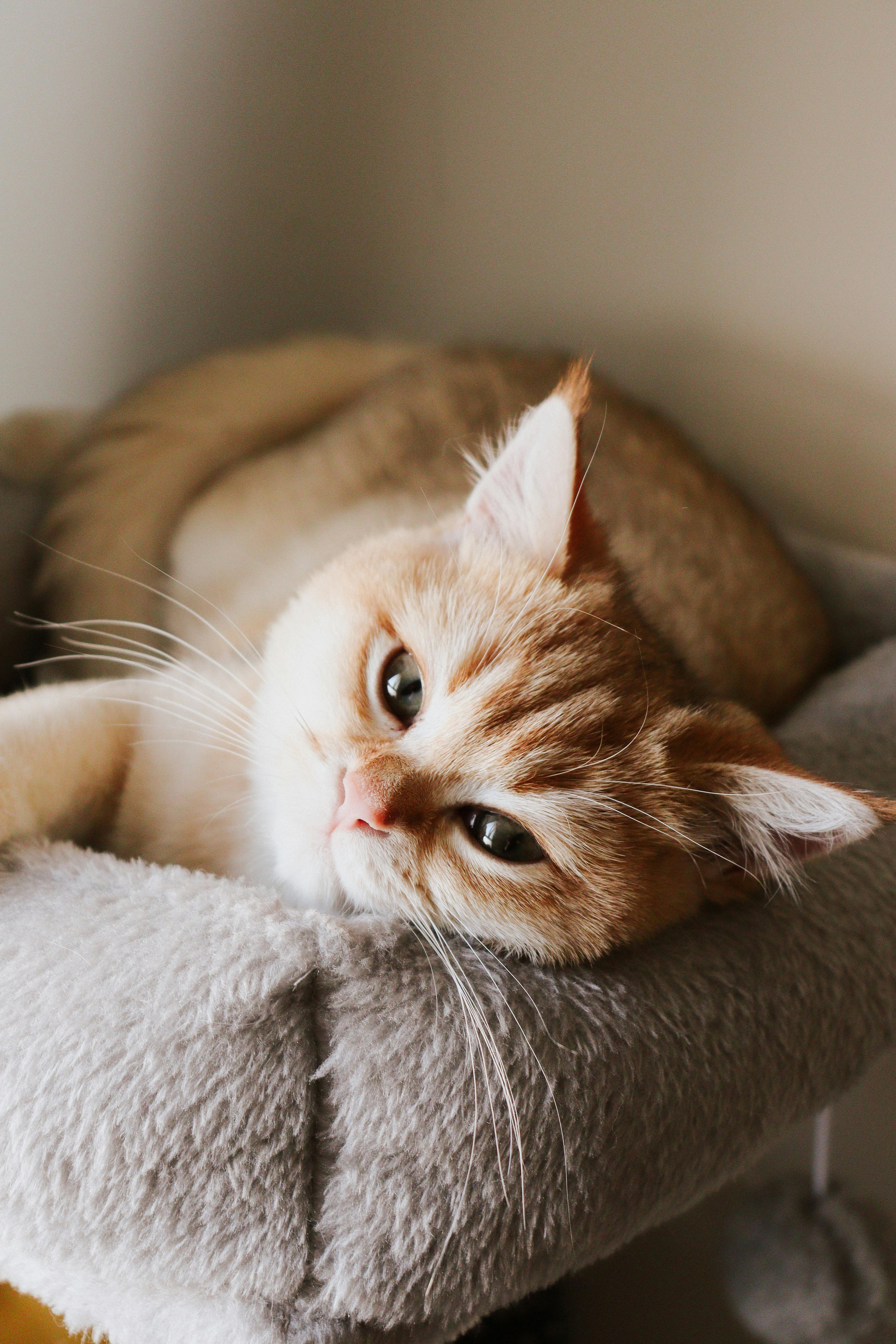 4000x6000 Cozy Cat Relaxing on a Soft Bed Indoors · Free