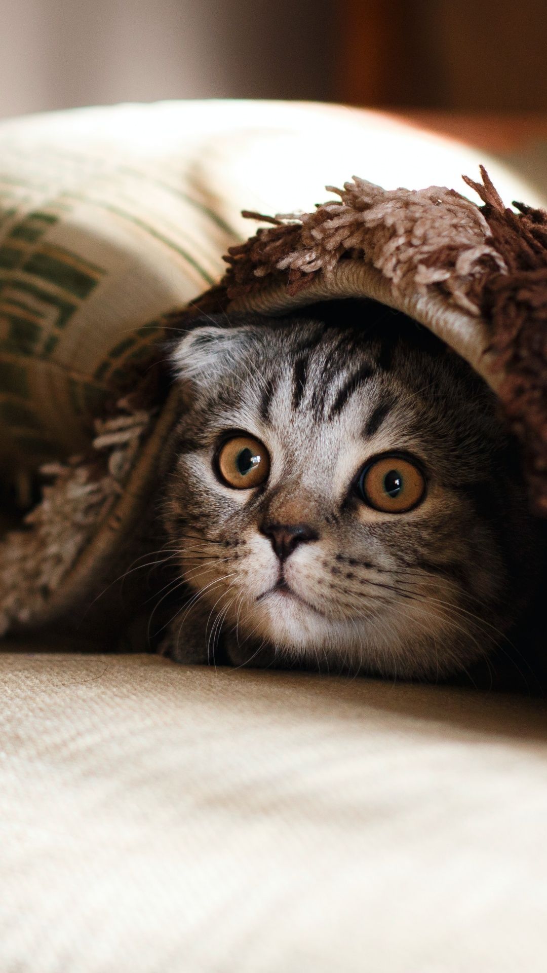 1080x1920 Cute Cat Wallpaper 4K, Cozy, Warm, Adorable, Couch, 5K