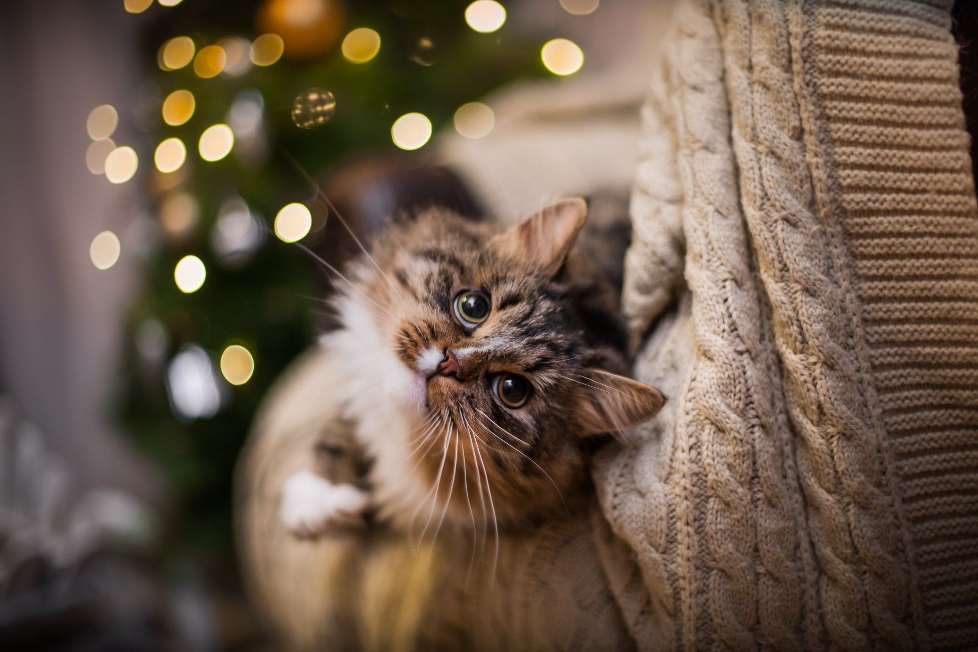 1920x1280 Cozy Cat Charm: HD Animal Wallpaper Delight