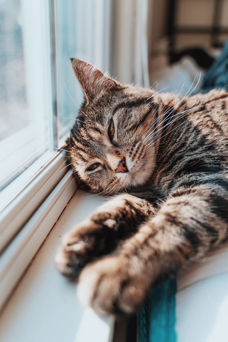 736x1105 Sleepy. Pretty cats, Crazy cats, Cat life