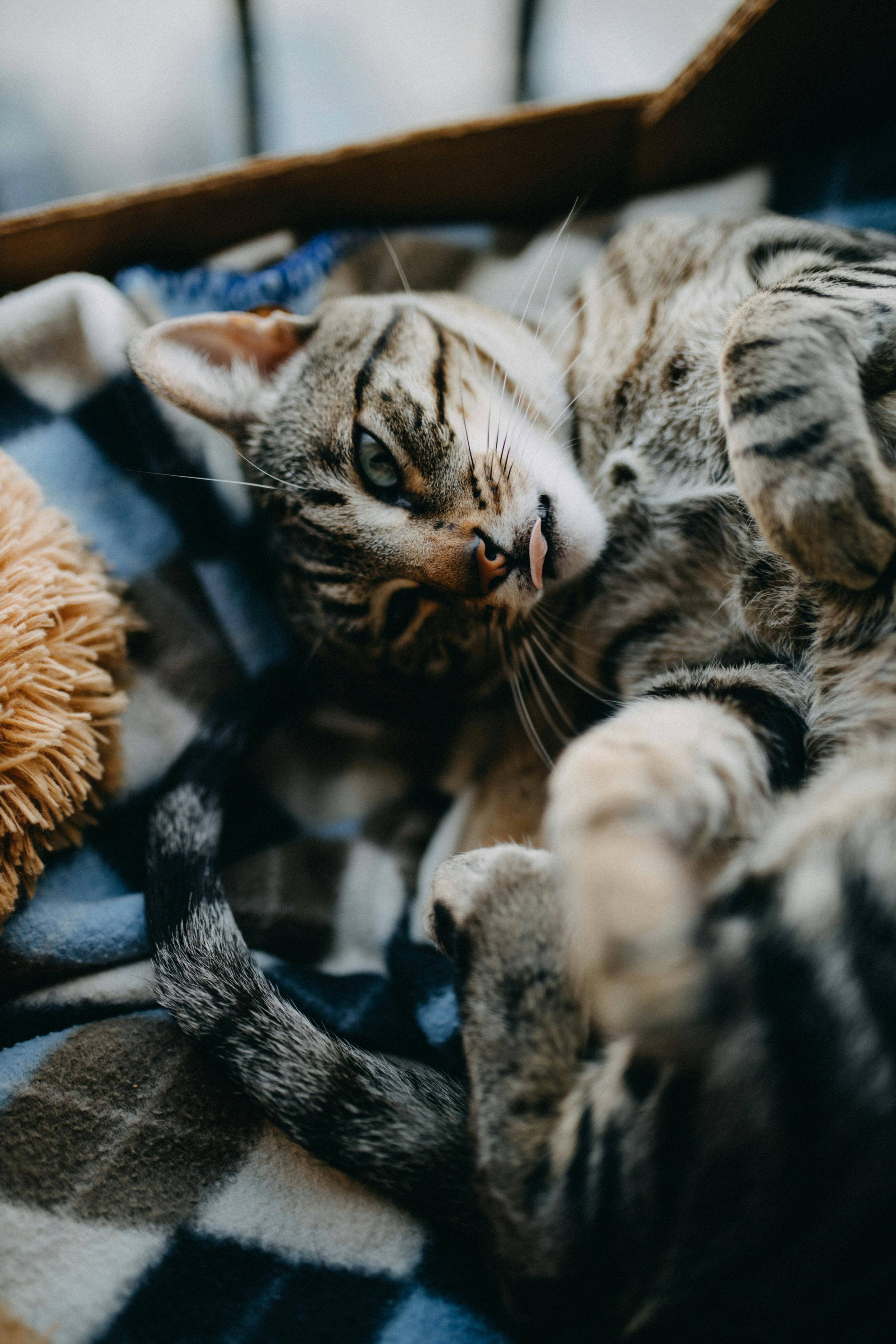 2912x4368 Playful cat resting on soft plaid in box · Free
