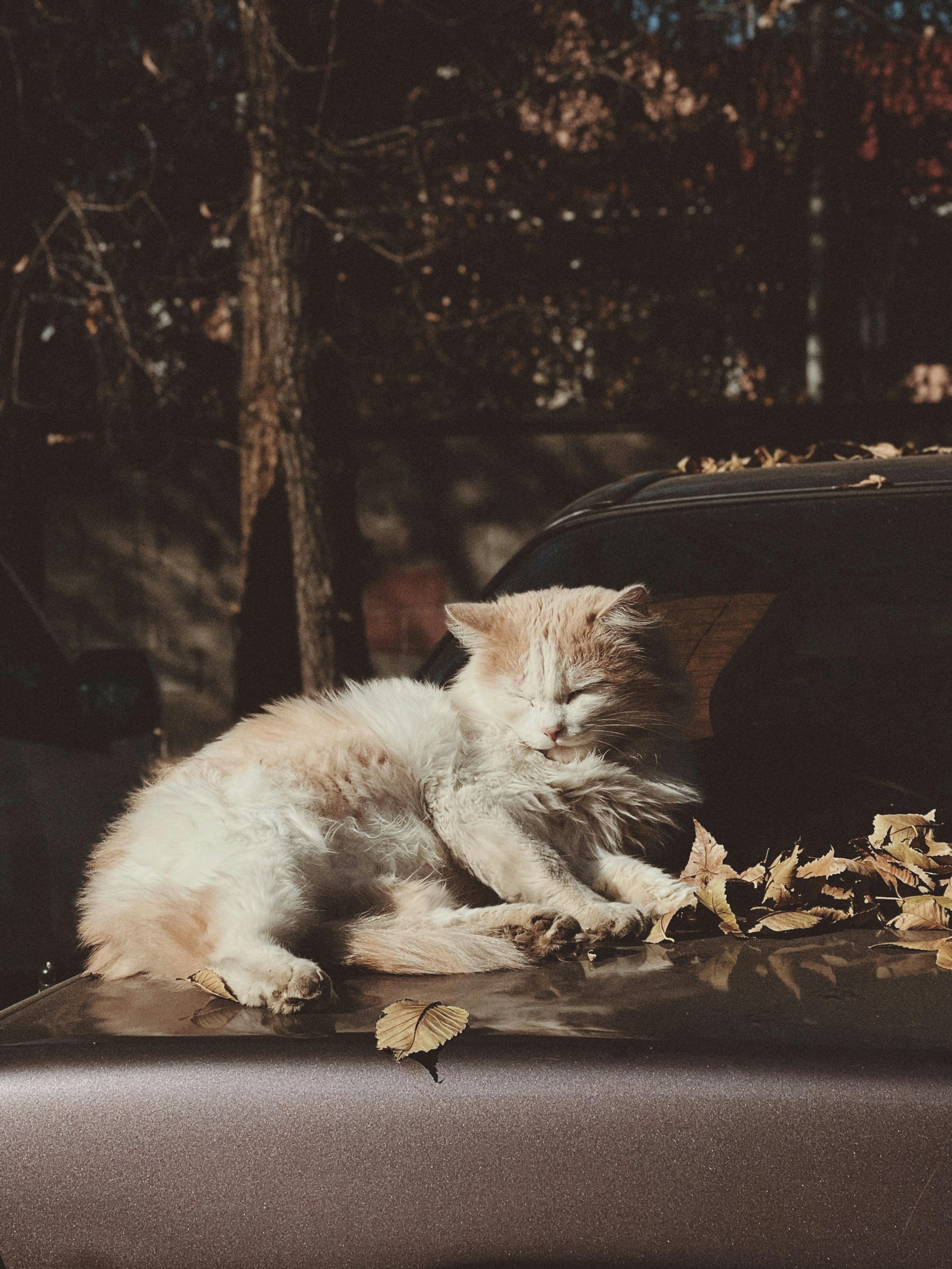 3024x4032 Cat Lying on Car · Free