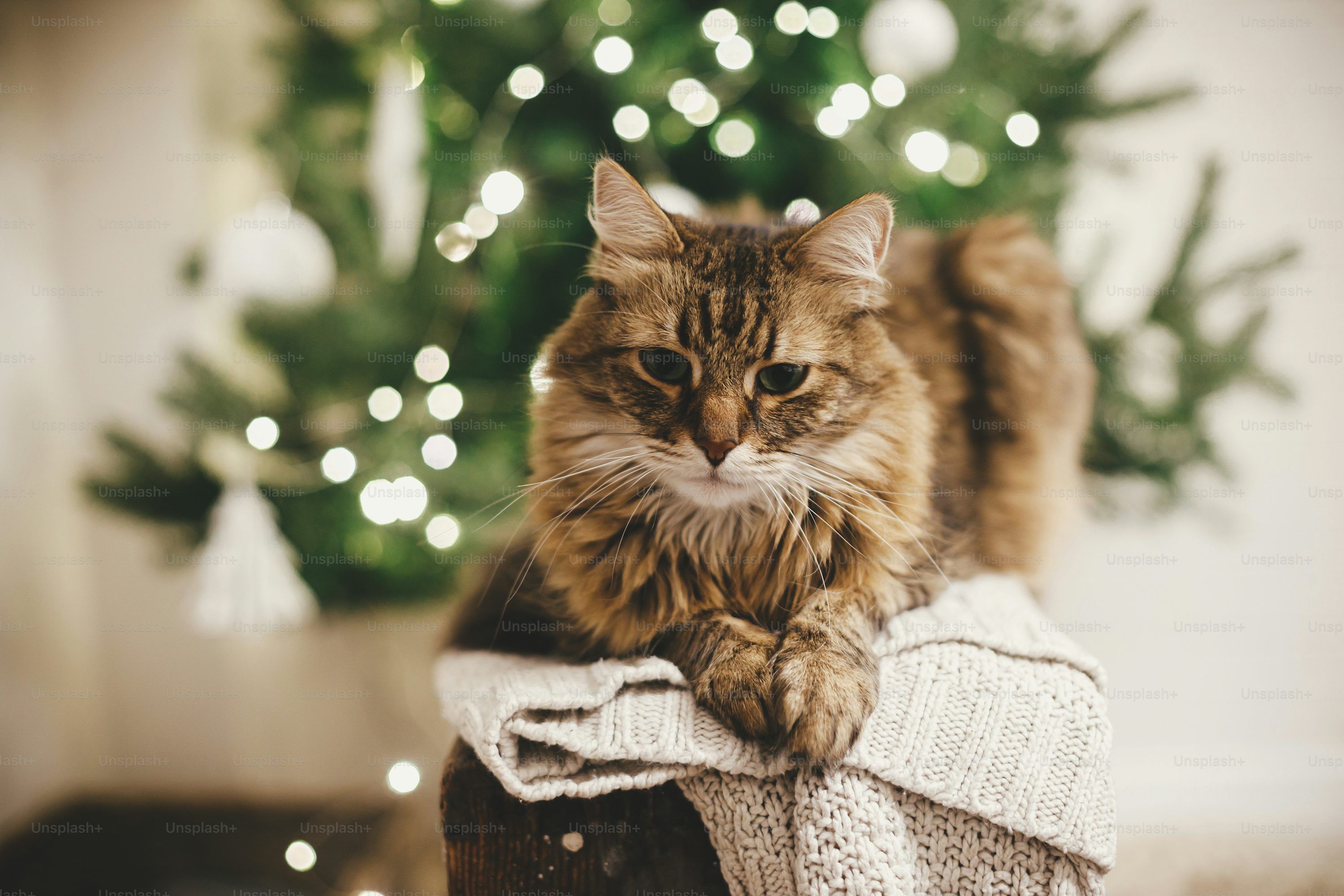 3000x2000 Winter Cat Picture. Download Free Image