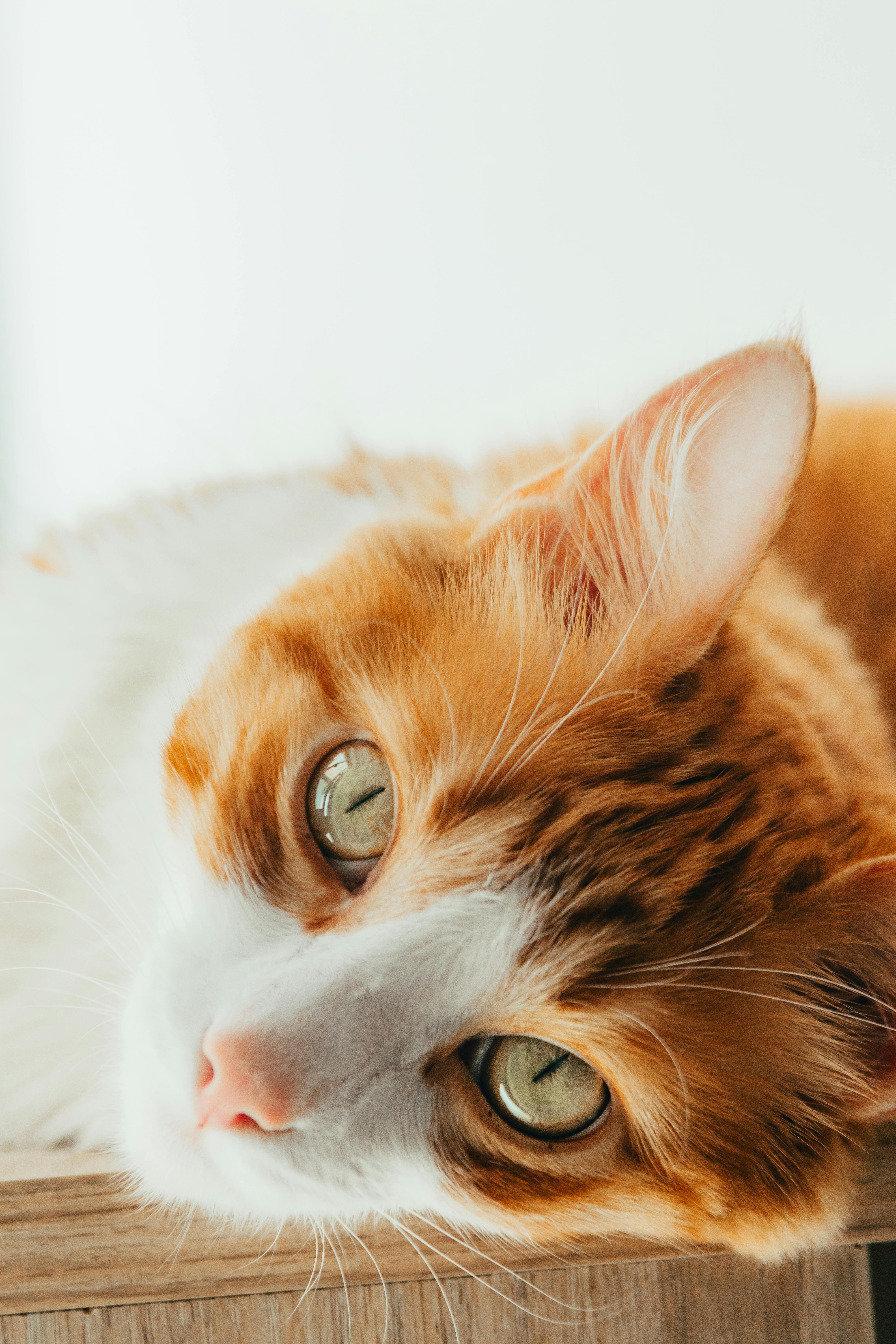 4000x6000 Cozy Cat Relaxing on a Soft Bed Indoors · Free