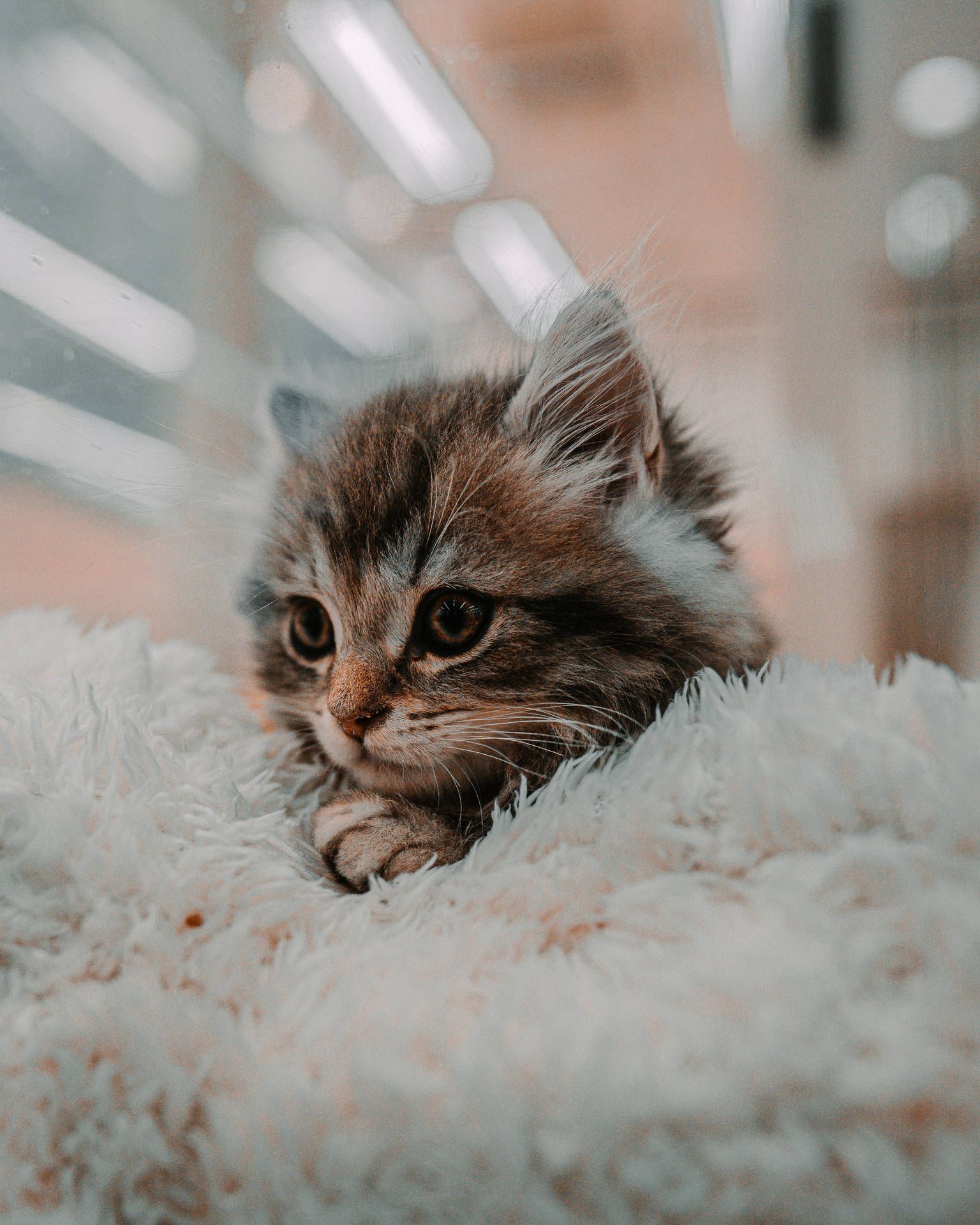 1536x1920 Download Cute Kitten Cozy Fur Sheet Wallpaper