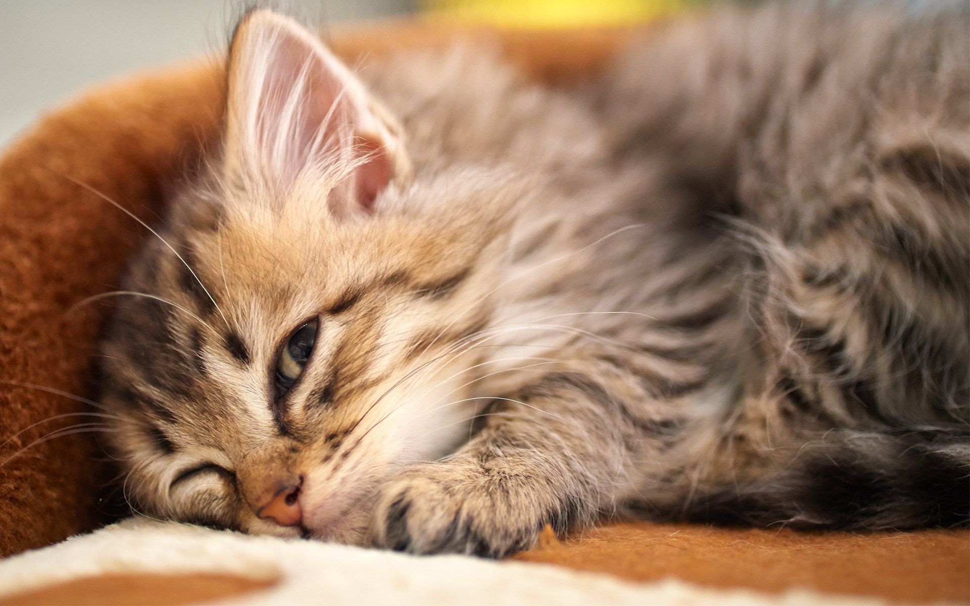 1920x1200 Cozy Cat: A Stunning HD Wallpaper for Cat Lovers