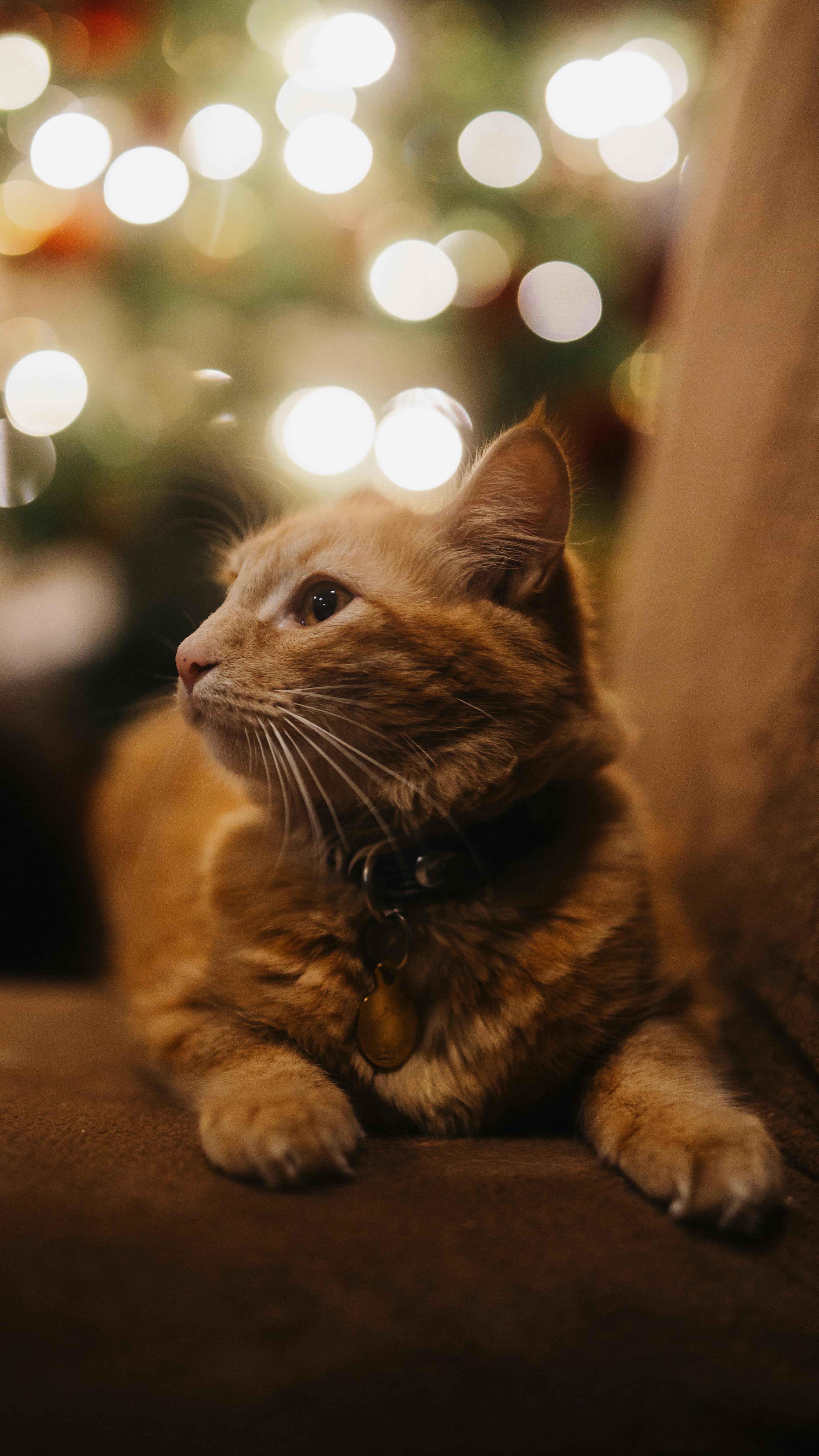 2797x4973 Cat on Sofa · Free