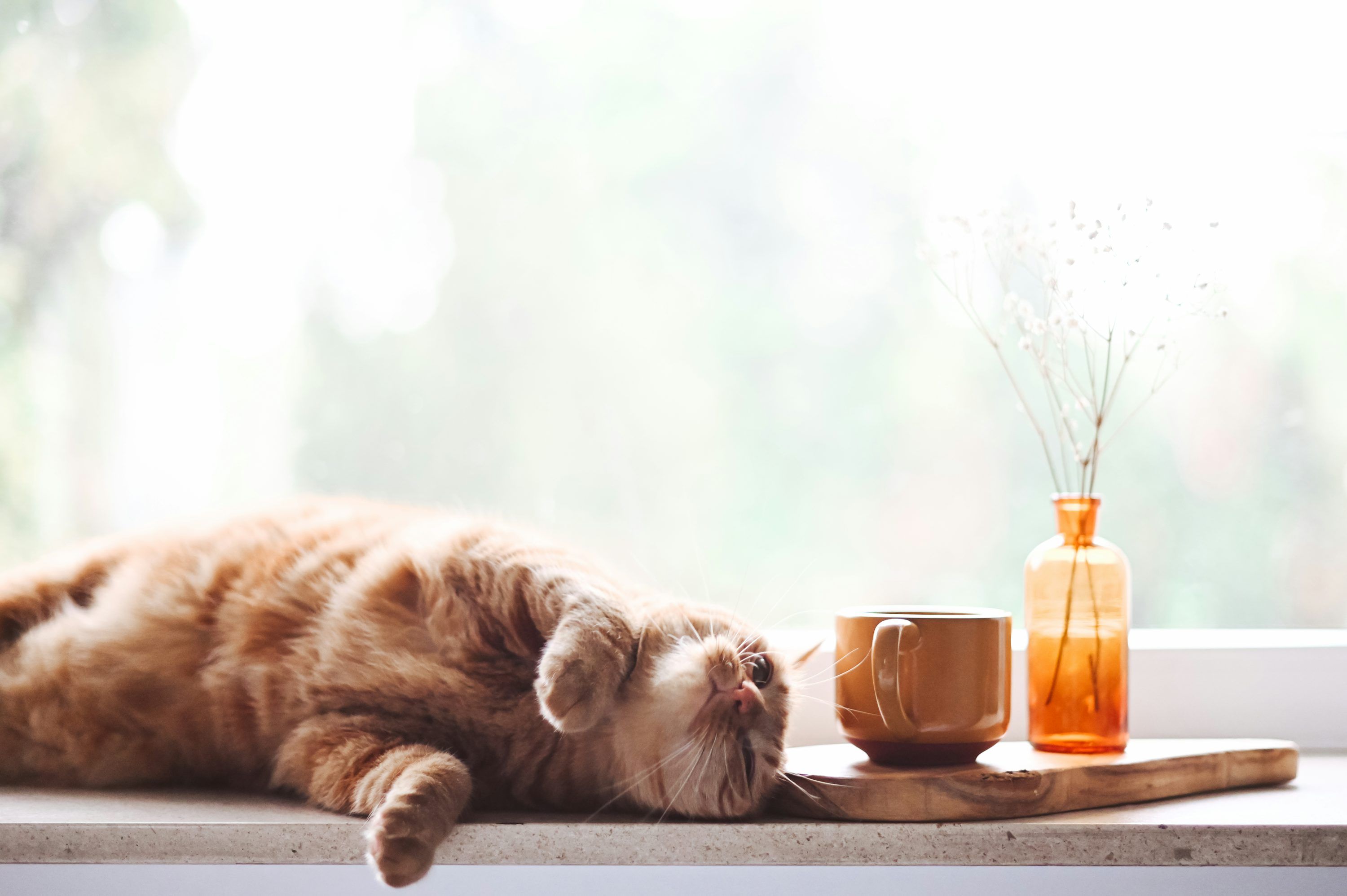 3000x1996 Orange tabby cat photo