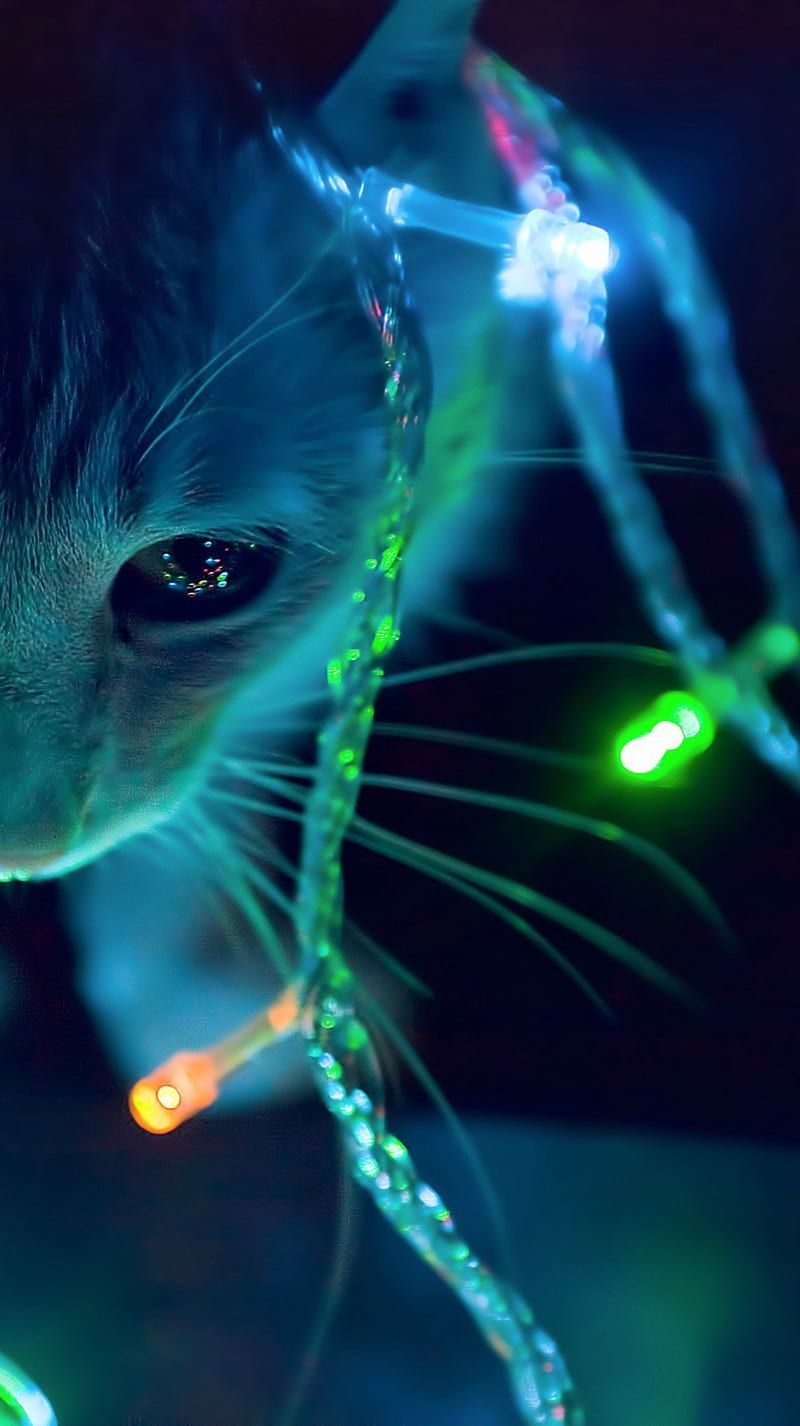 800x1426 HD cozy kitty cats wallpaper