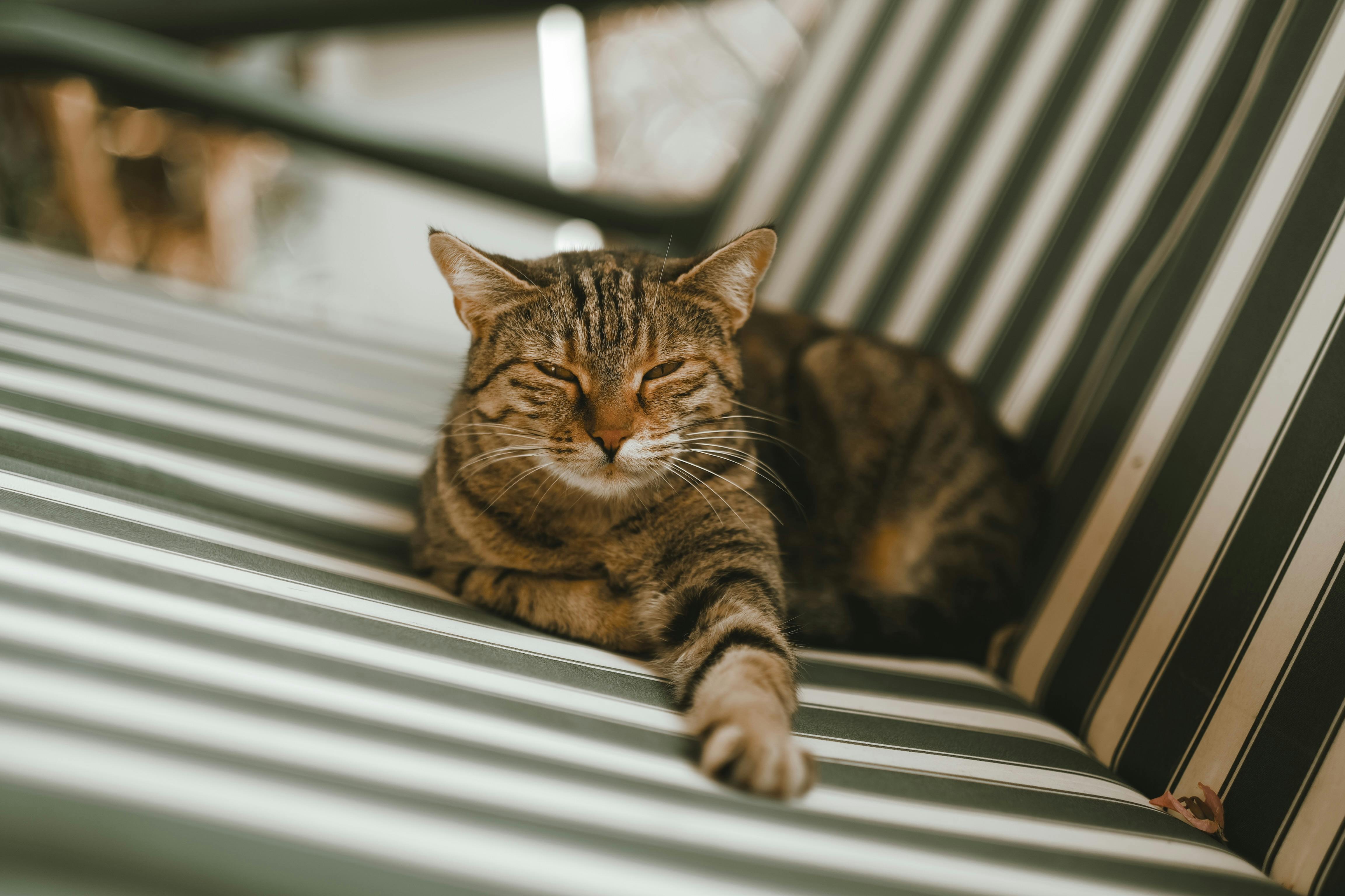 4608x3072 Cozy Cat Relaxing on a Comfortable Sofa · Free
