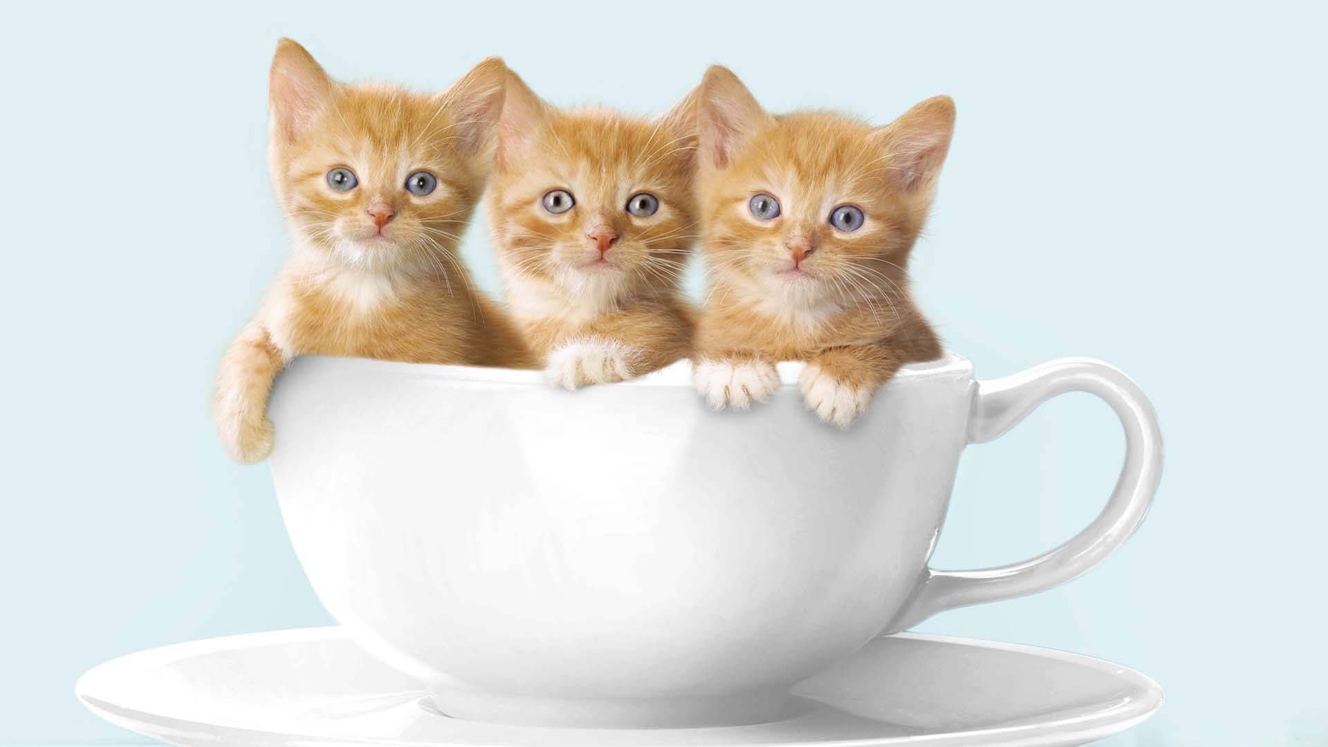 1920x1080 Download Caption: Cozy Cat Cuddled up in a Coffee Cup Wallpaper