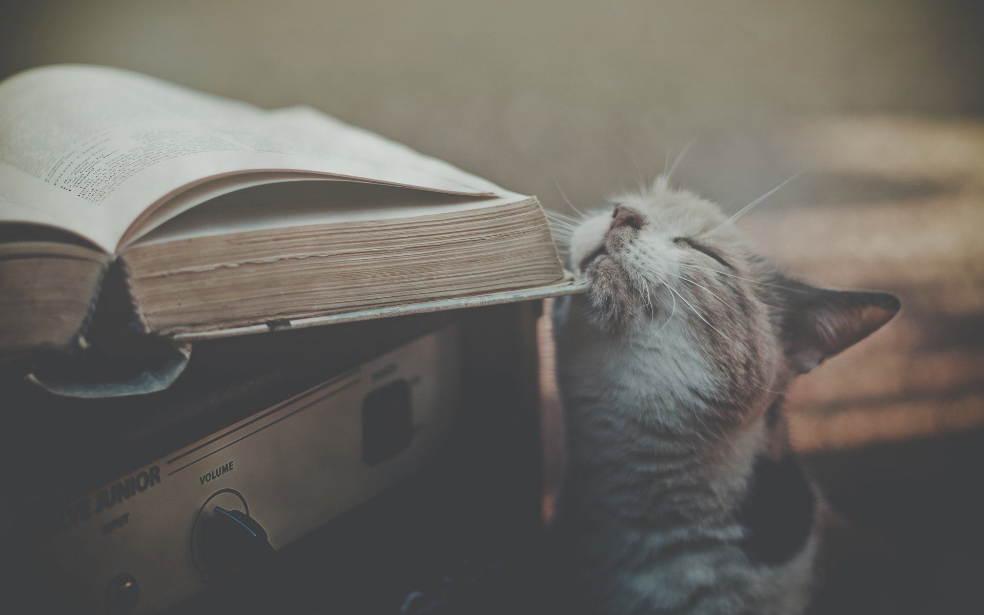 1920x1200 Cozy Cat Moments: HD Wallpaper for Animal Lovers