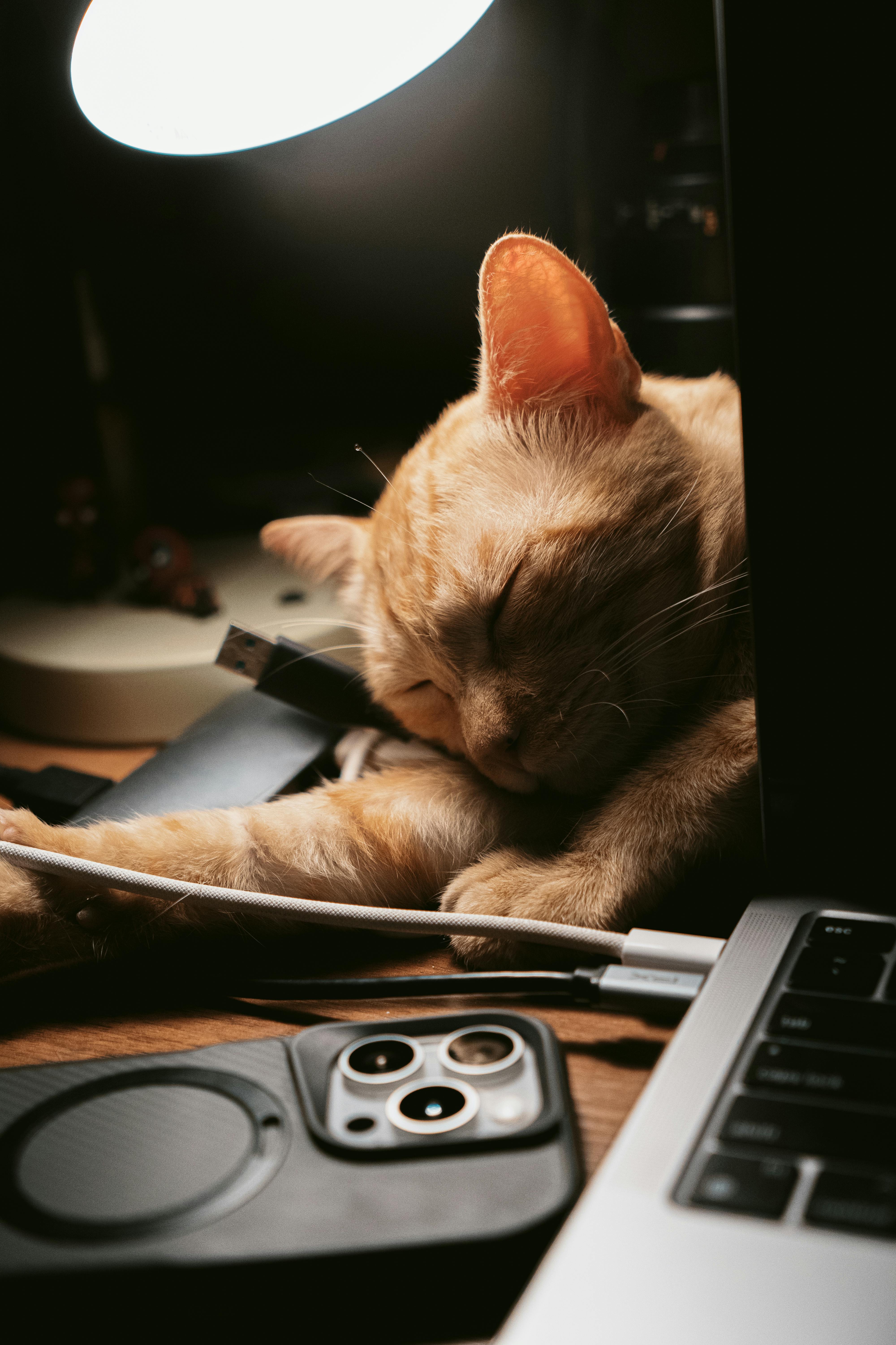 4000x6000 Cozy Cat Sleeping Next to Laptop Under Lamp · Free