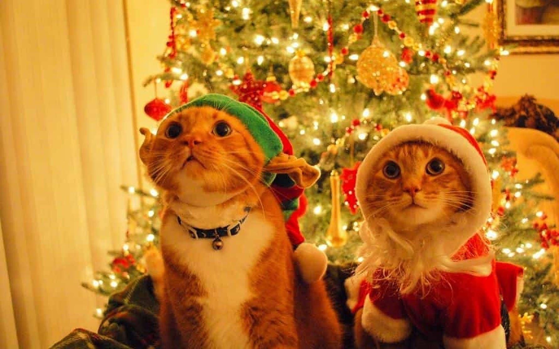 1782x1114 Download Cozy Christmas Aesthetic Cats Wallpaper