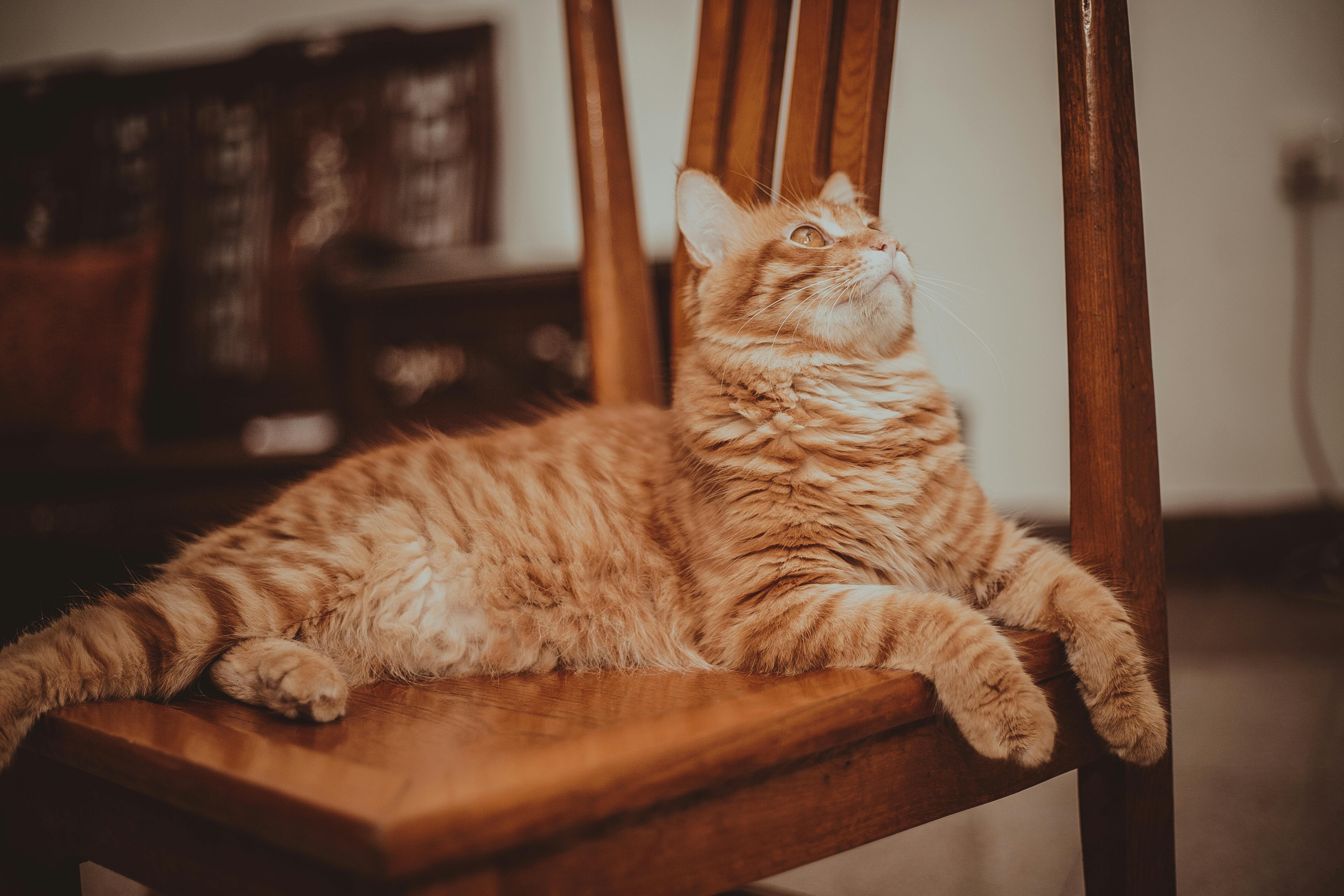 4992x3328 Close Up Of A Ginger Cat Lying On A Wooden Chair · Free