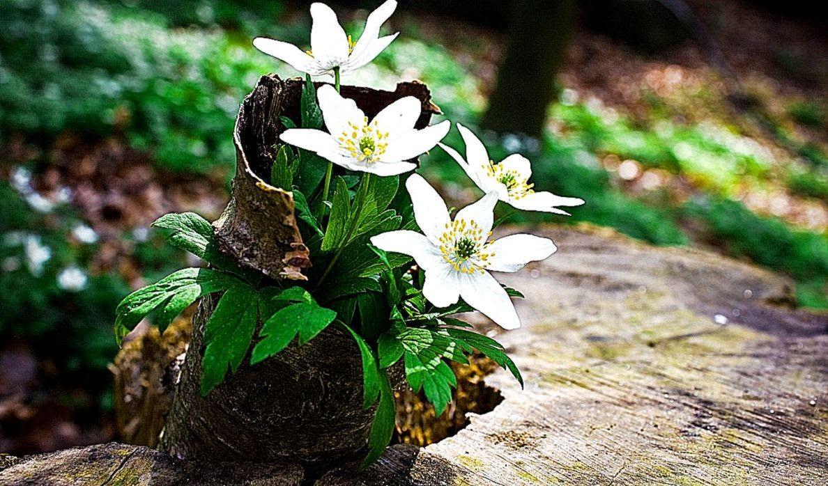 1188x698 All About HD Wallpaper: White Wallpaper Fullscreen Desktop