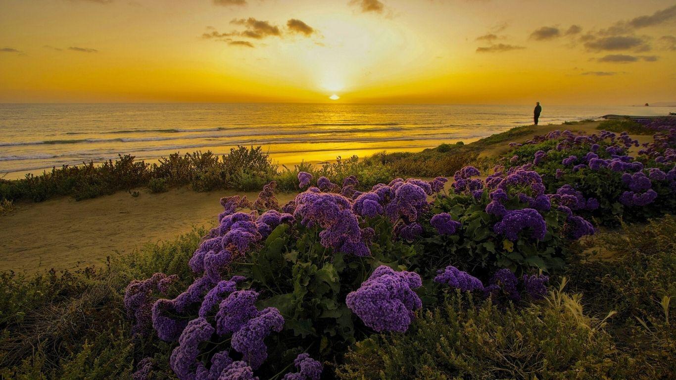 1366x768 pacific ocean, california, sunset 1366x768 Resolution