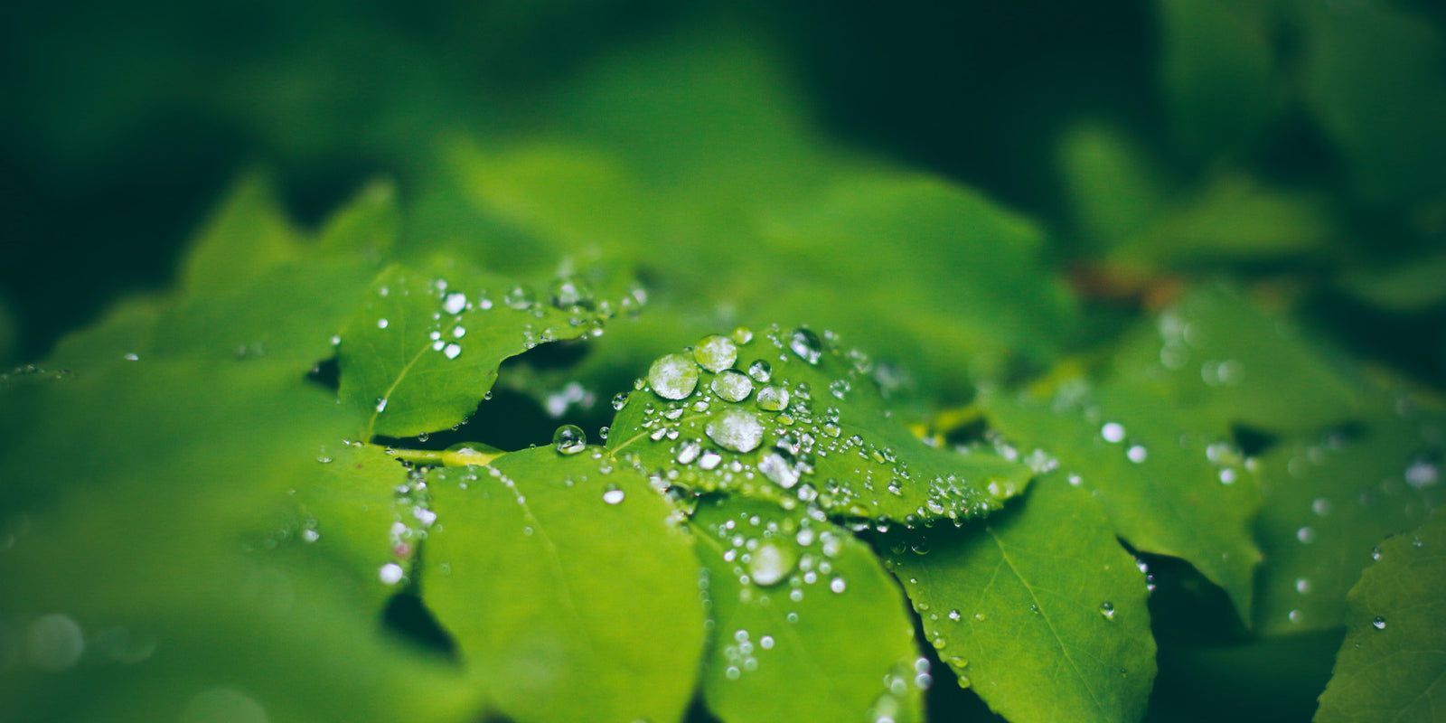 1600x800 Humidity Wallpaper