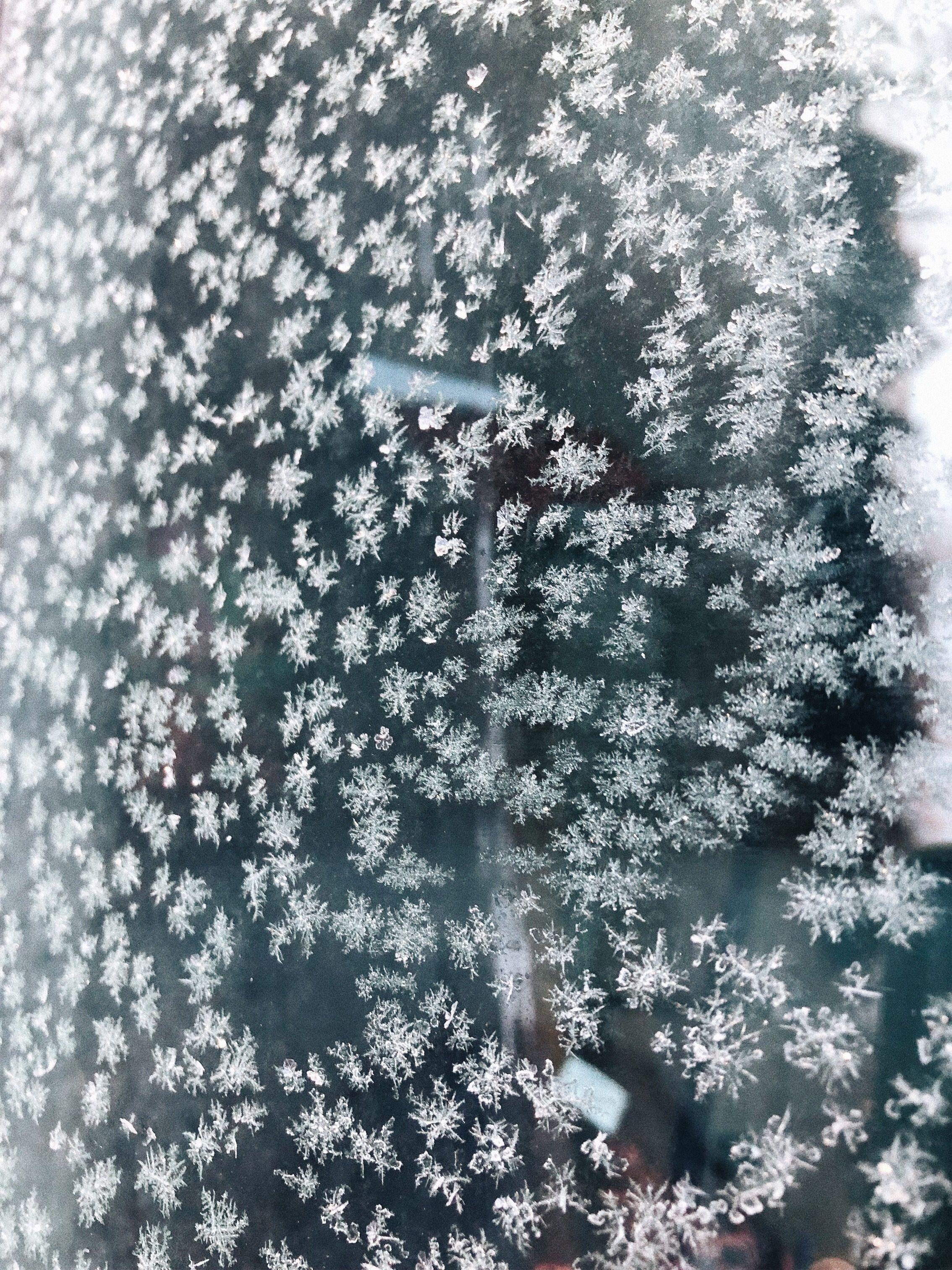 2268x3024 snow #snakeflakes #photography #wallpaper #winter. Plants